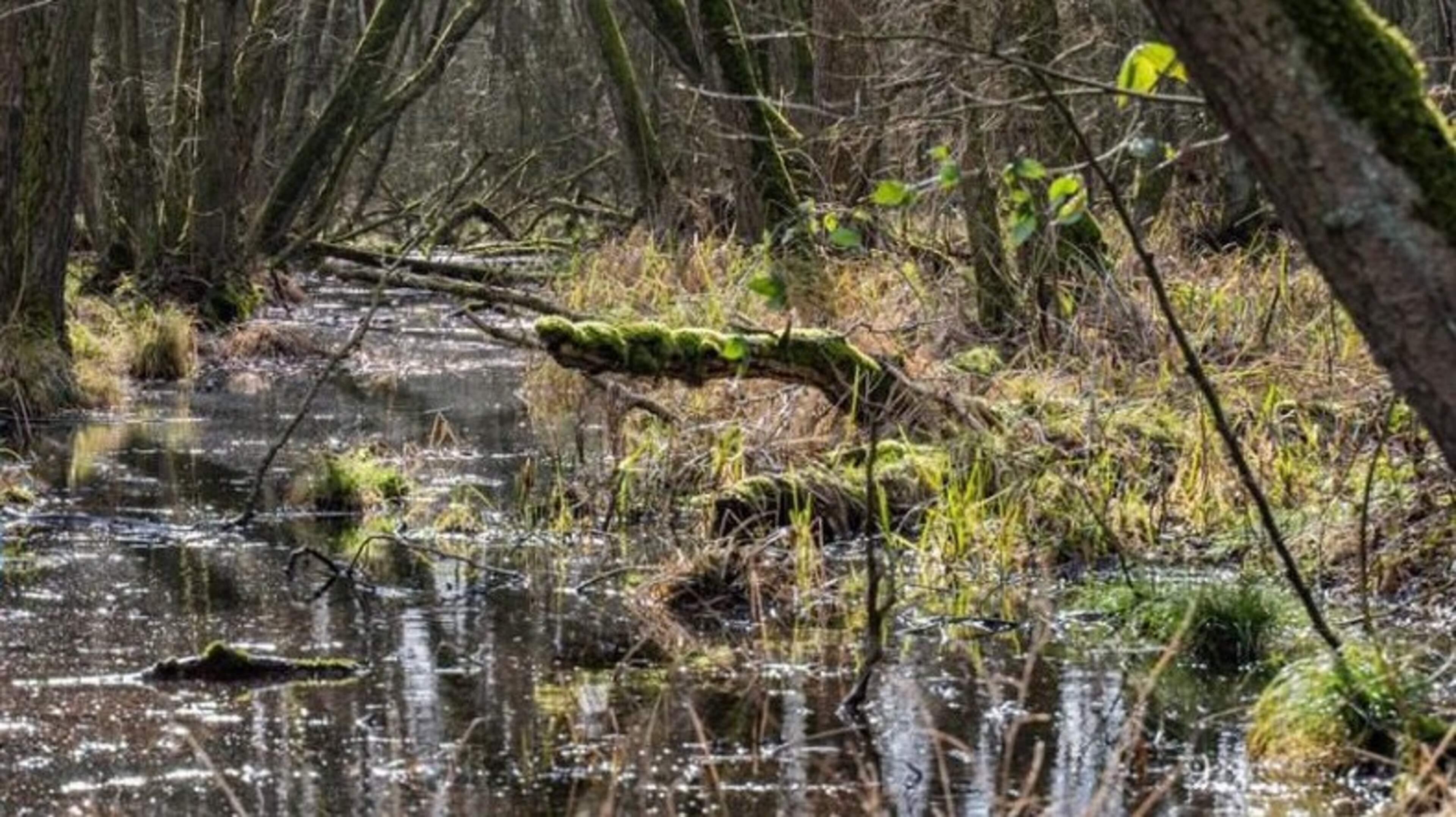Excursie op Landgoed Hoosden in Sint Odiliënberg