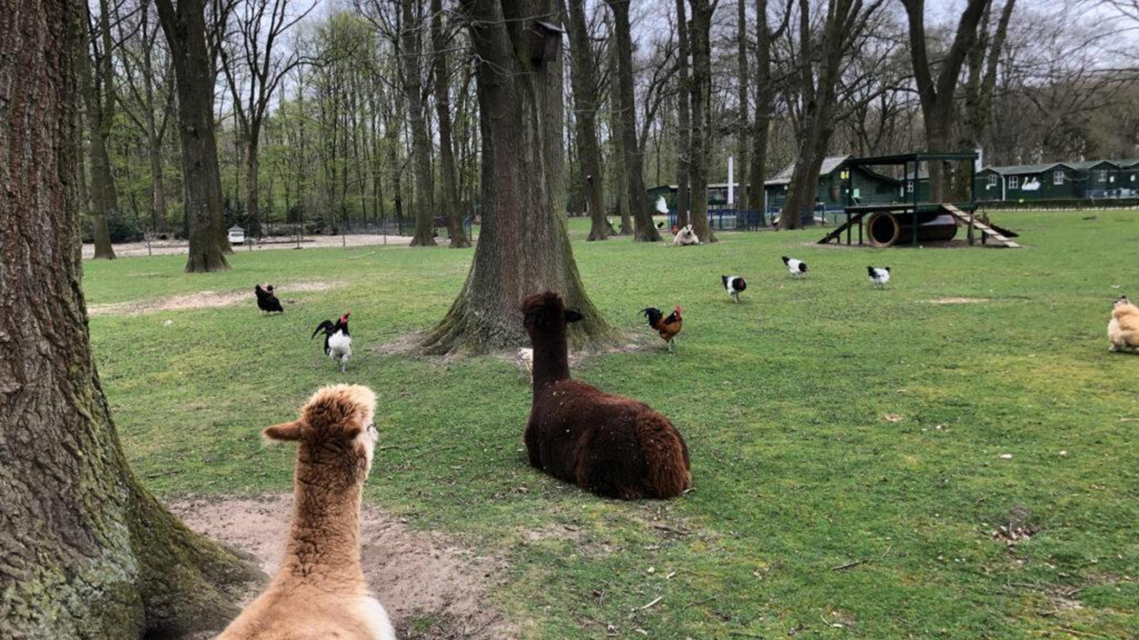 Huub en Annie dragen Dierenrijck Reuver na 16 jaar over aan nieuwe beheerder: ‘We zijn bijna 80, het
