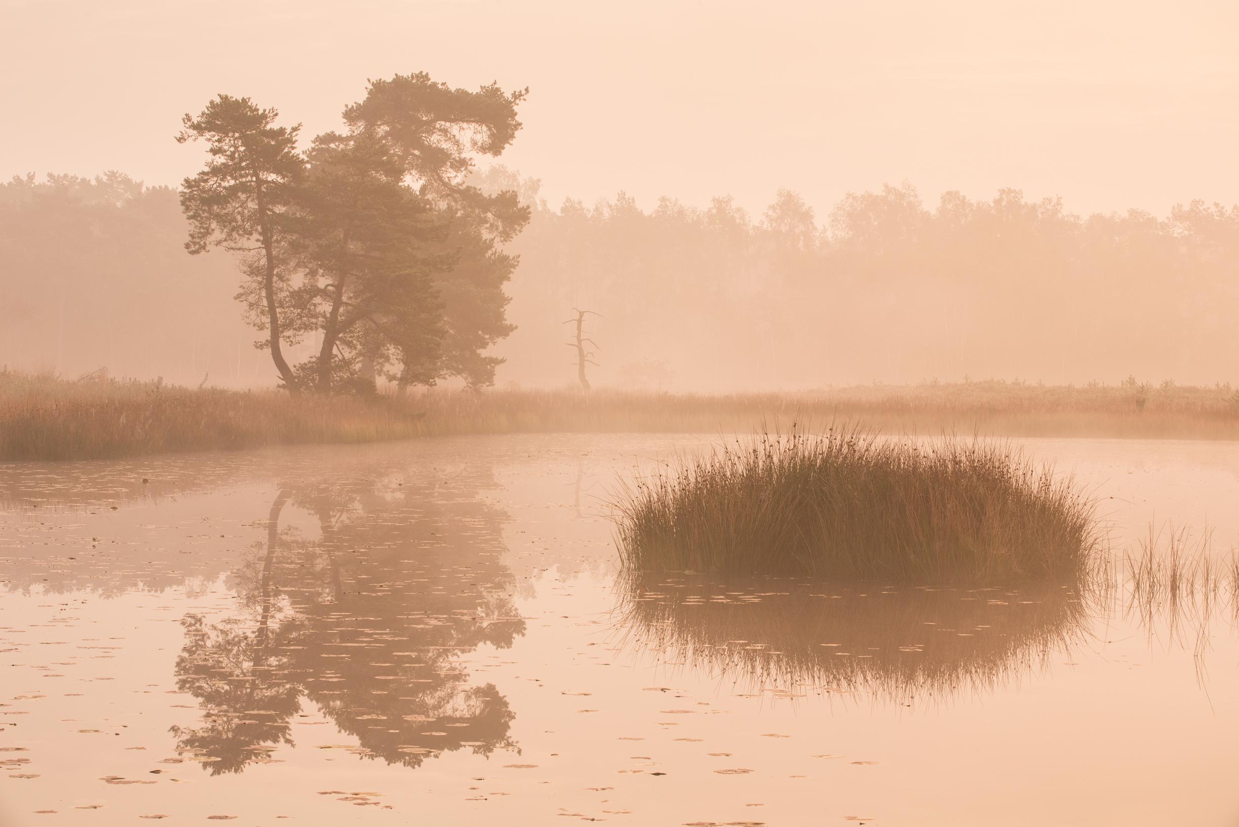 Aan de wandel met de boswachter: tussen Maas en bos in de Beegderheide