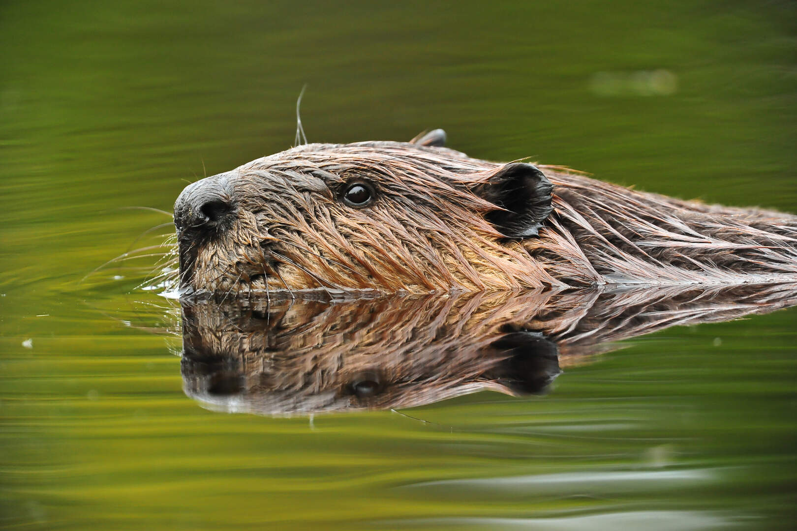 Uitzondering voor beschermde status bever in delen van Limburg, bepleit ...