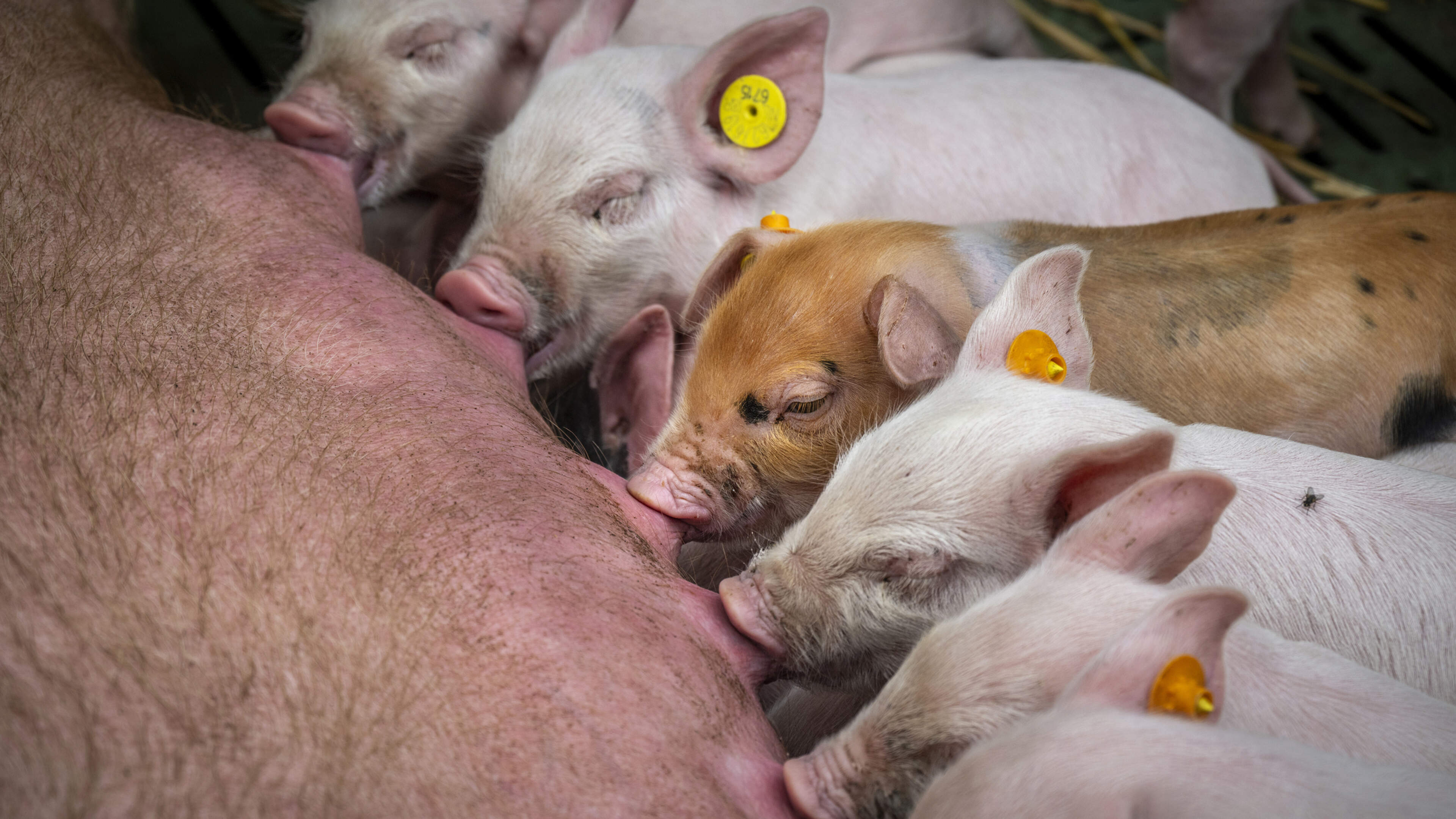 Raad van State tikt Echt-Susteren op de vingers om Livar-kloostervarkens: maatregelen nodig tegen ve