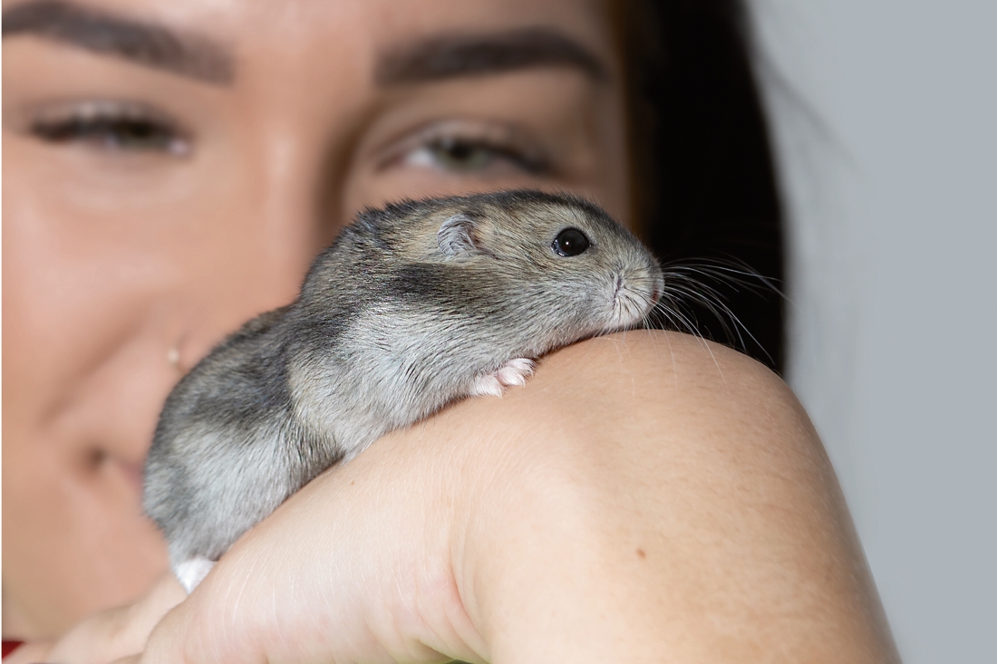 Ollie de hamster chilt lekker met de meiden mee | De Limburger