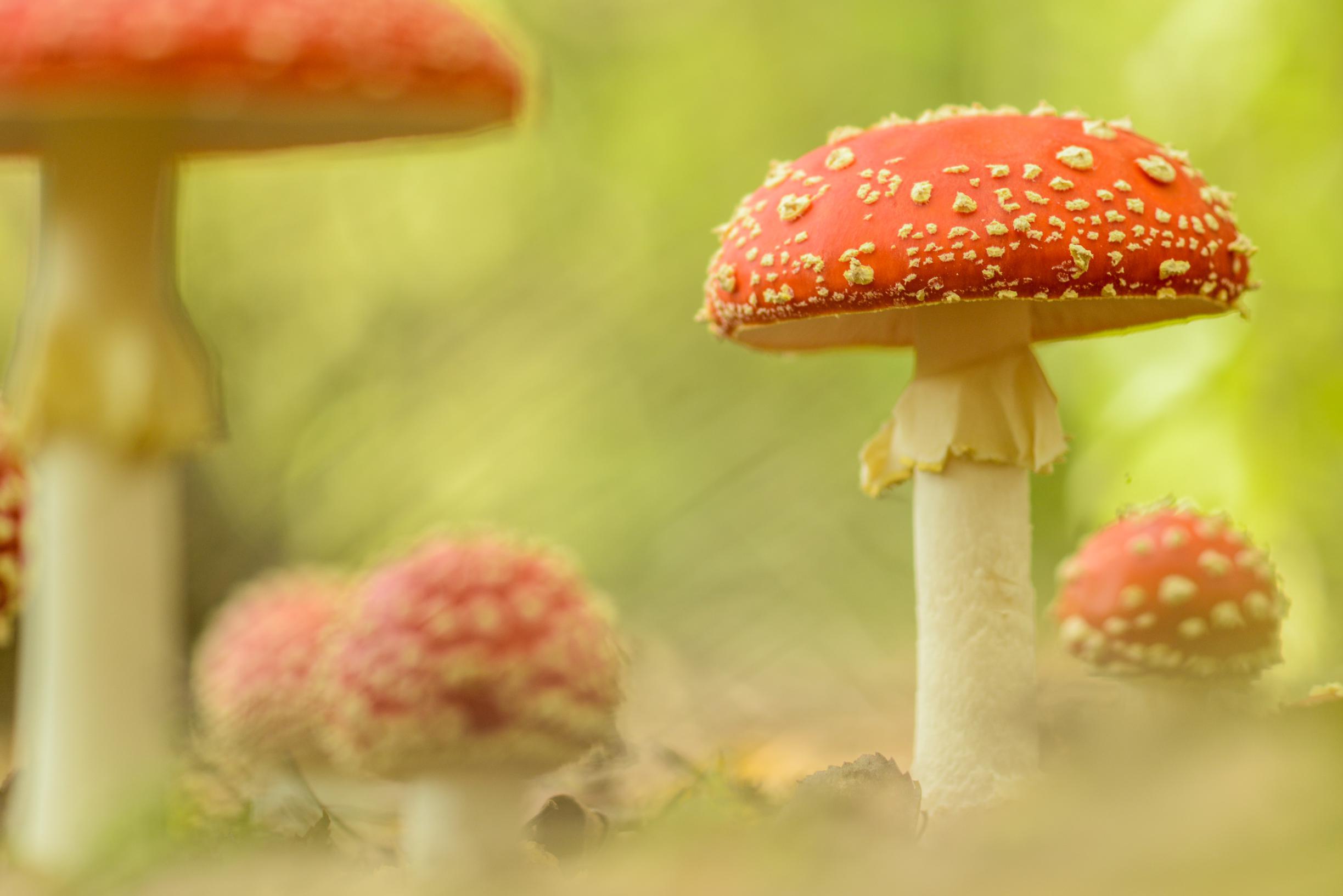 Paddenstoelen zijn meer dan hoedjes in het bos