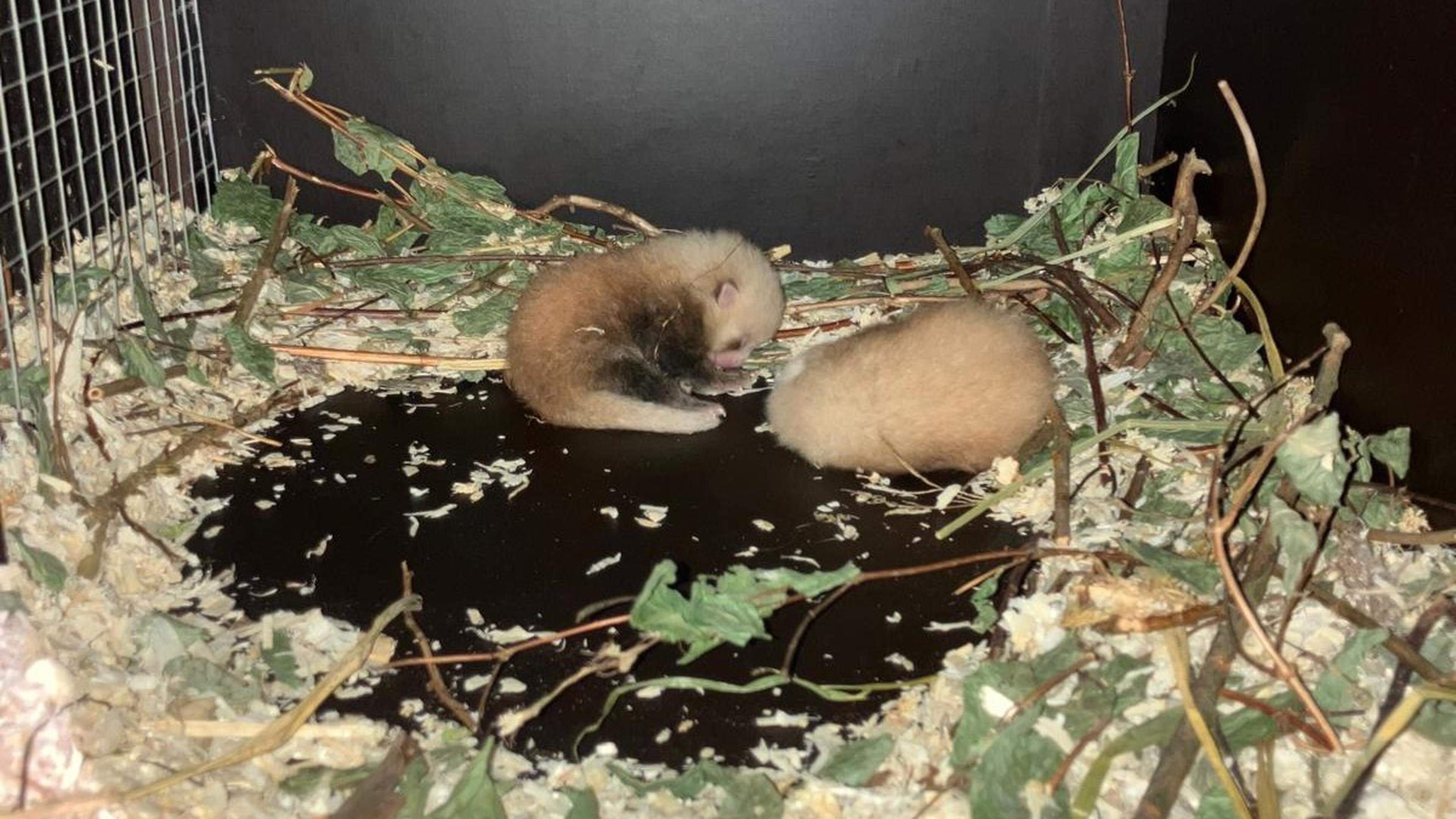 Voor de tweede keer zeldzame rode panda’s geboren in Gaiazoo