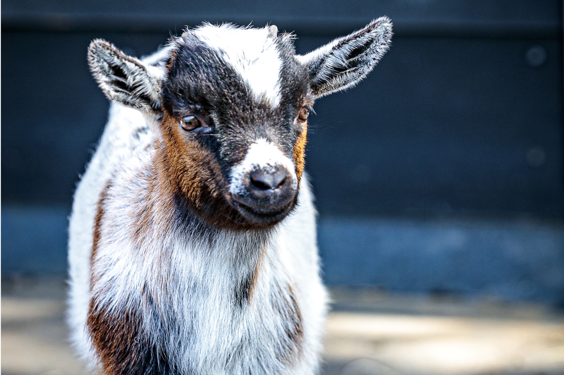 Een grasmaaier of geitjes? In Sint Odiliënberg kozen ze voor de geitjes