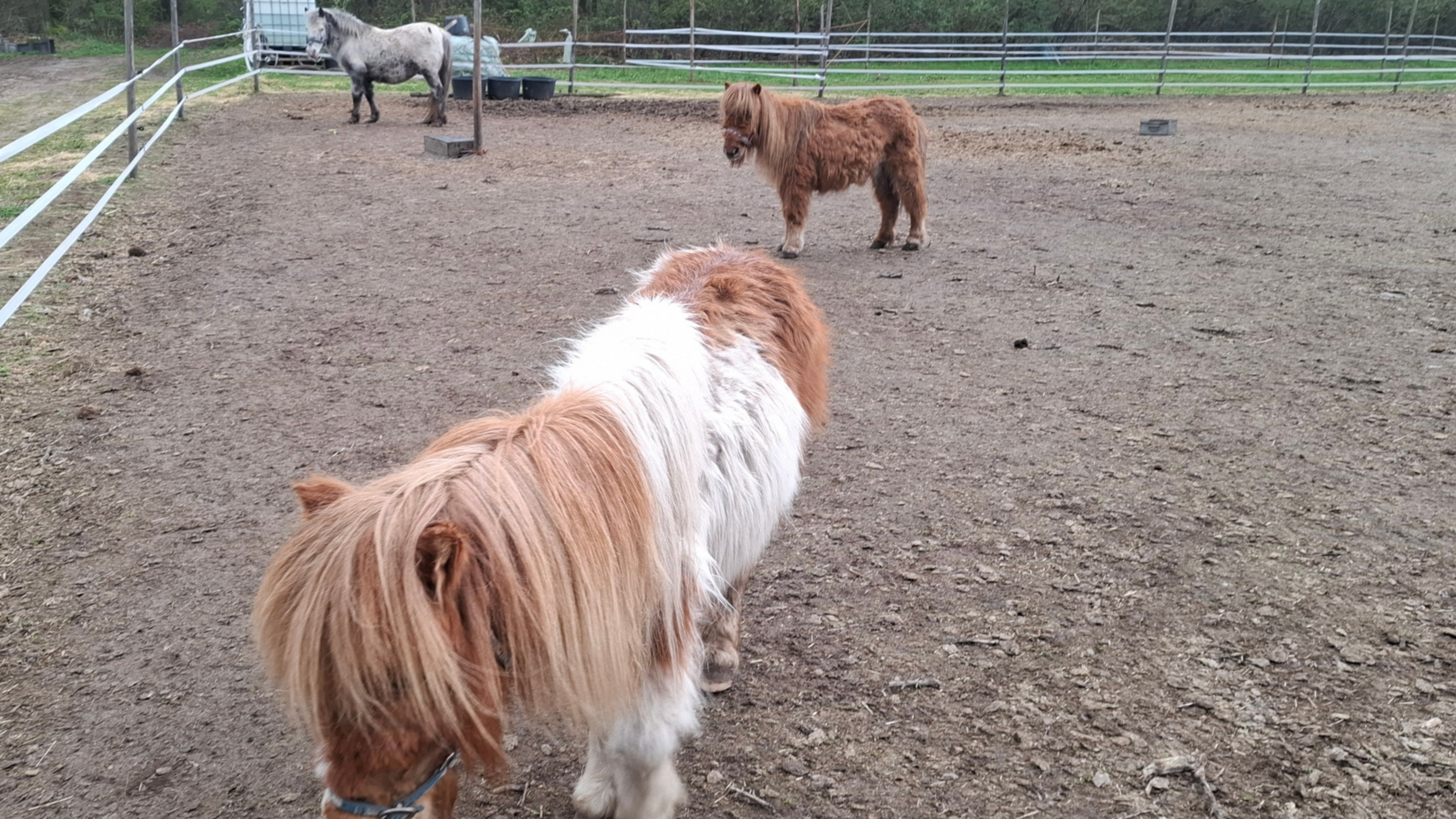 Drie zwaar verwaarloosde pony’s in Peel en Maas meegenomen door inspectiedienst, vierde dier levenlo
