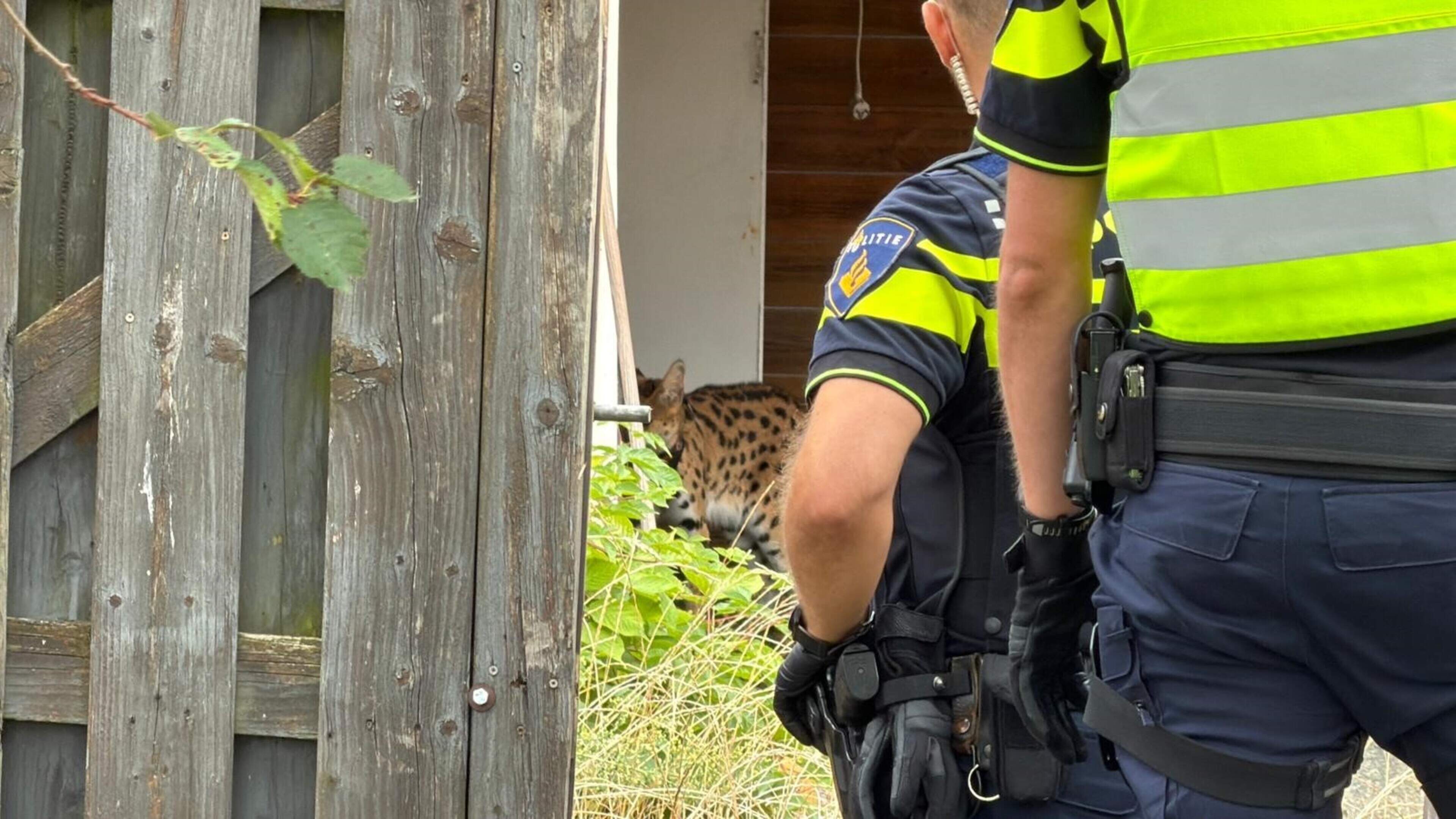 Serval ontsnapt in Heerlen, politie waarschuwt om huisdieren binnen te houden