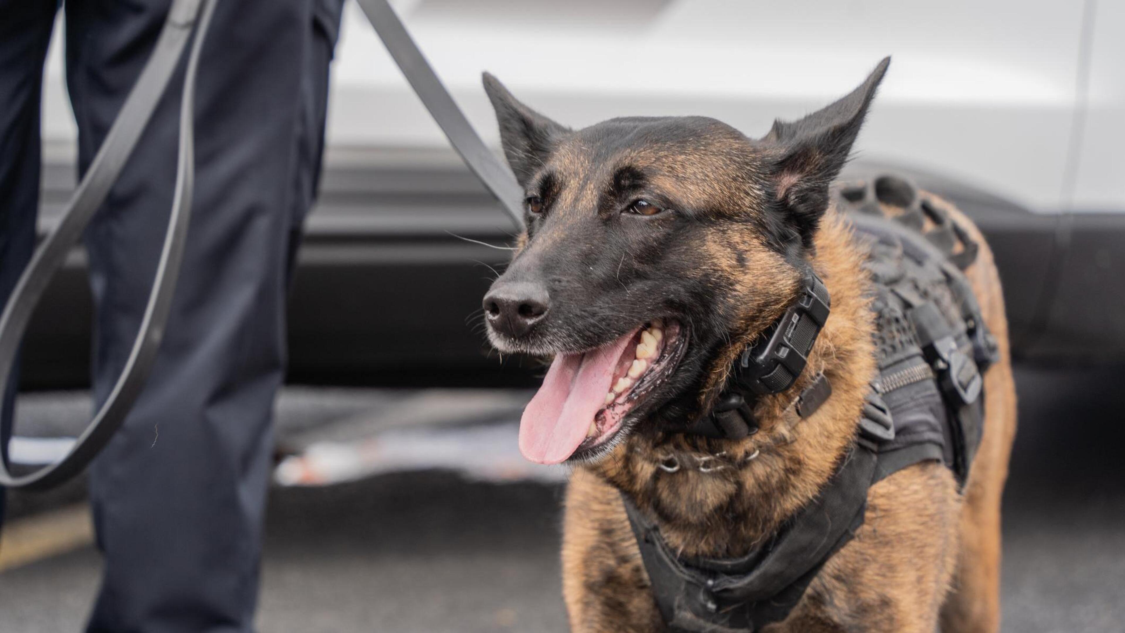 Inbreker in Montfort gepakt met inzet van helikopter en bijtende hond