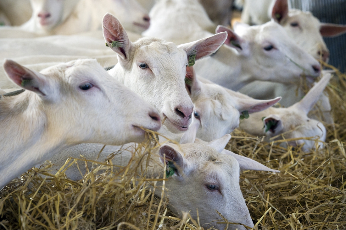 OM moet geitenhouder uit Ransdaal toch vervolgen vanwege dode door Q-koorts