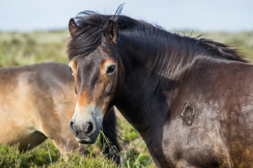 Exmoorpony’s begrazen Laurabossen