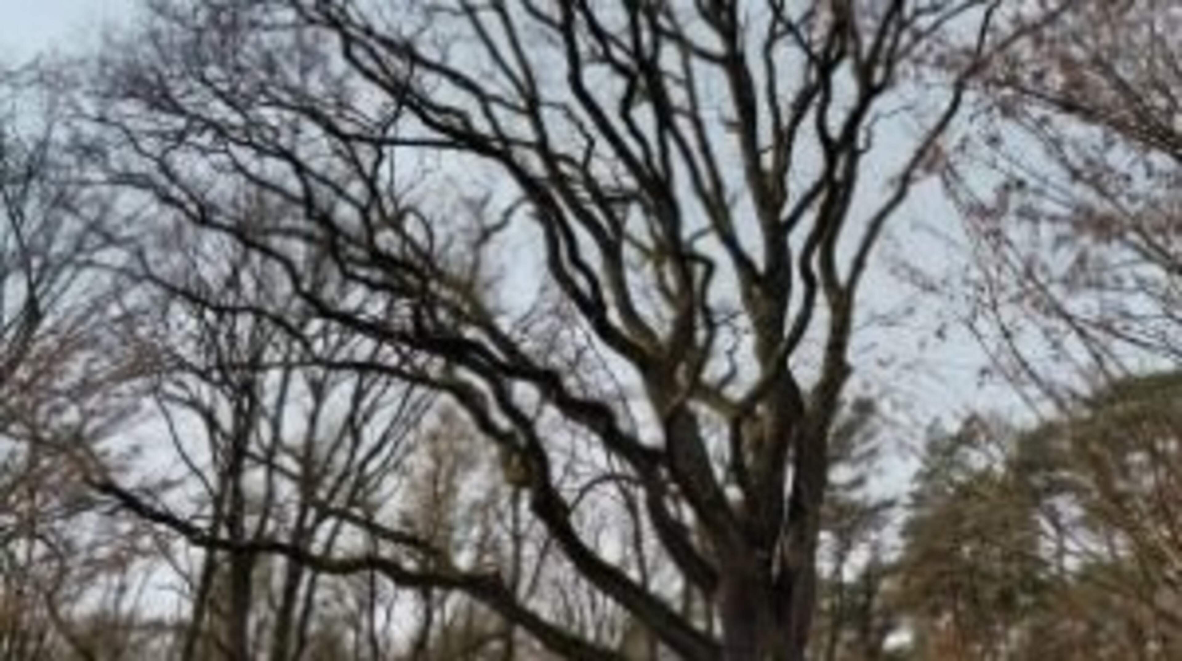 Fietstocht op Hemelvaartsdag langs markante bomen in het Leudal