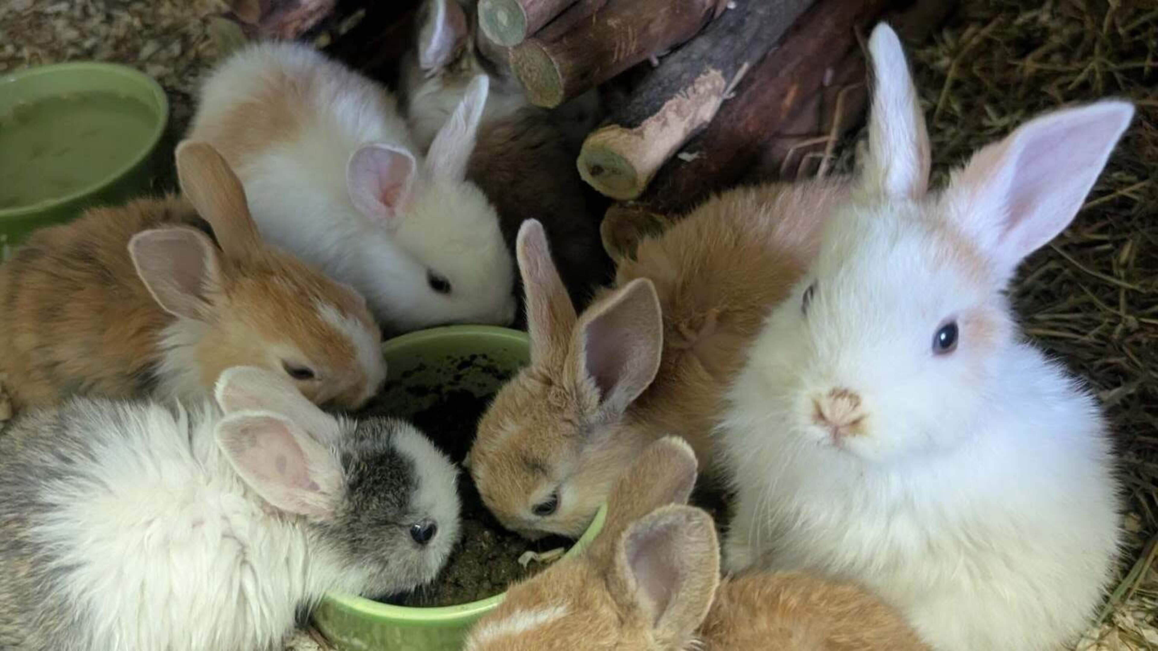 Tientallen verwaarloosde konijnen gedumpt in Ohé en Laak, een dier was aan het bevallen: dierenambul