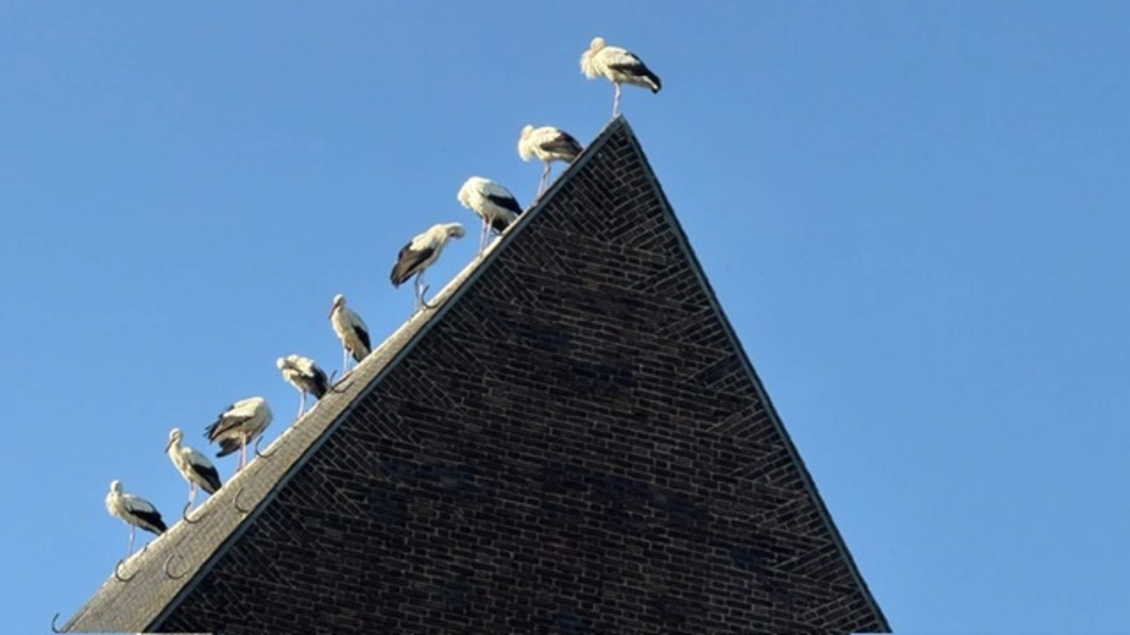 Uitzonderlijk tafereel: groep ooievaars op dak van voormalige Sint-Hubertuskerk in Maastricht