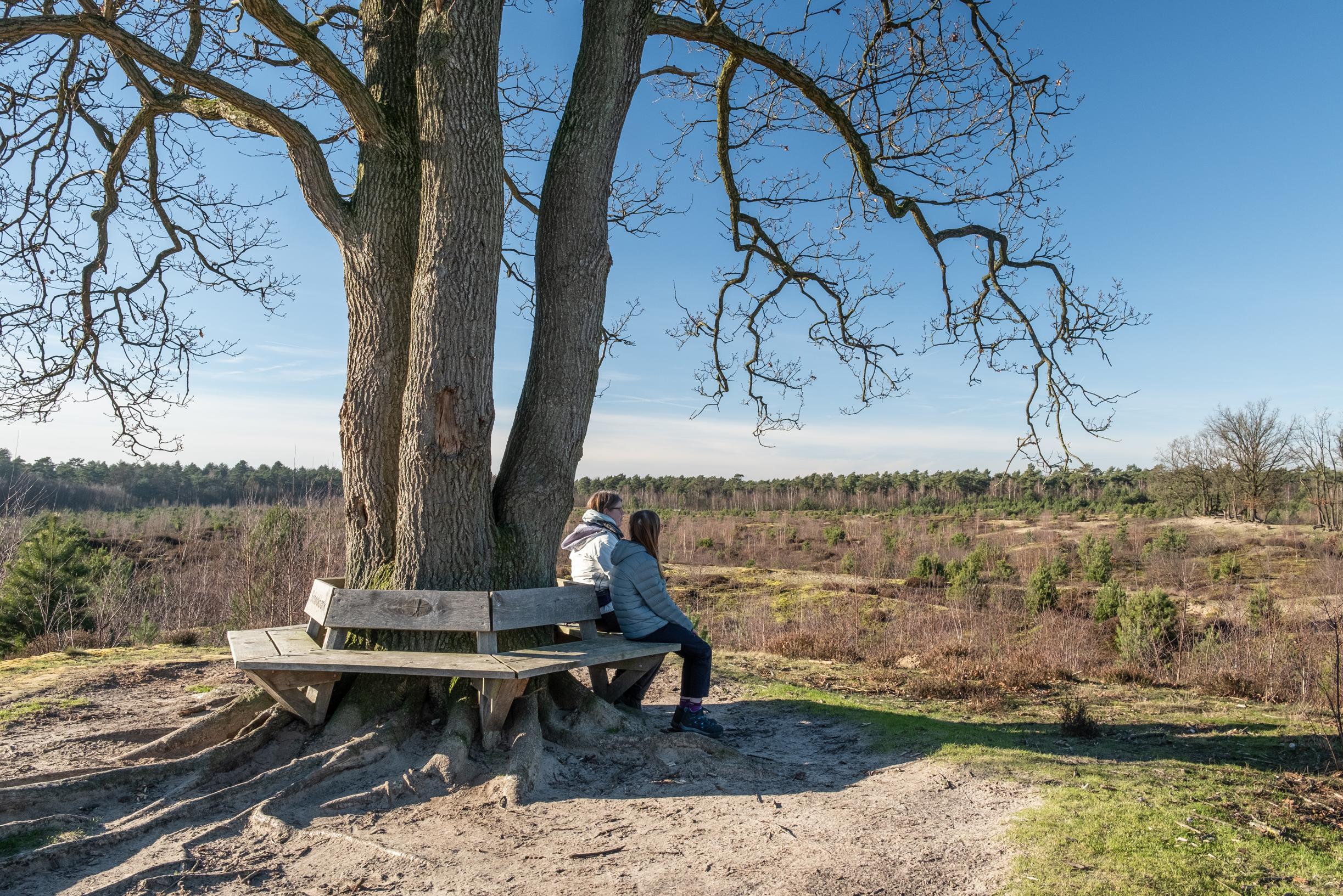 Op pad met de boswachter: Stuifduinen in de Schadijkse Bossen