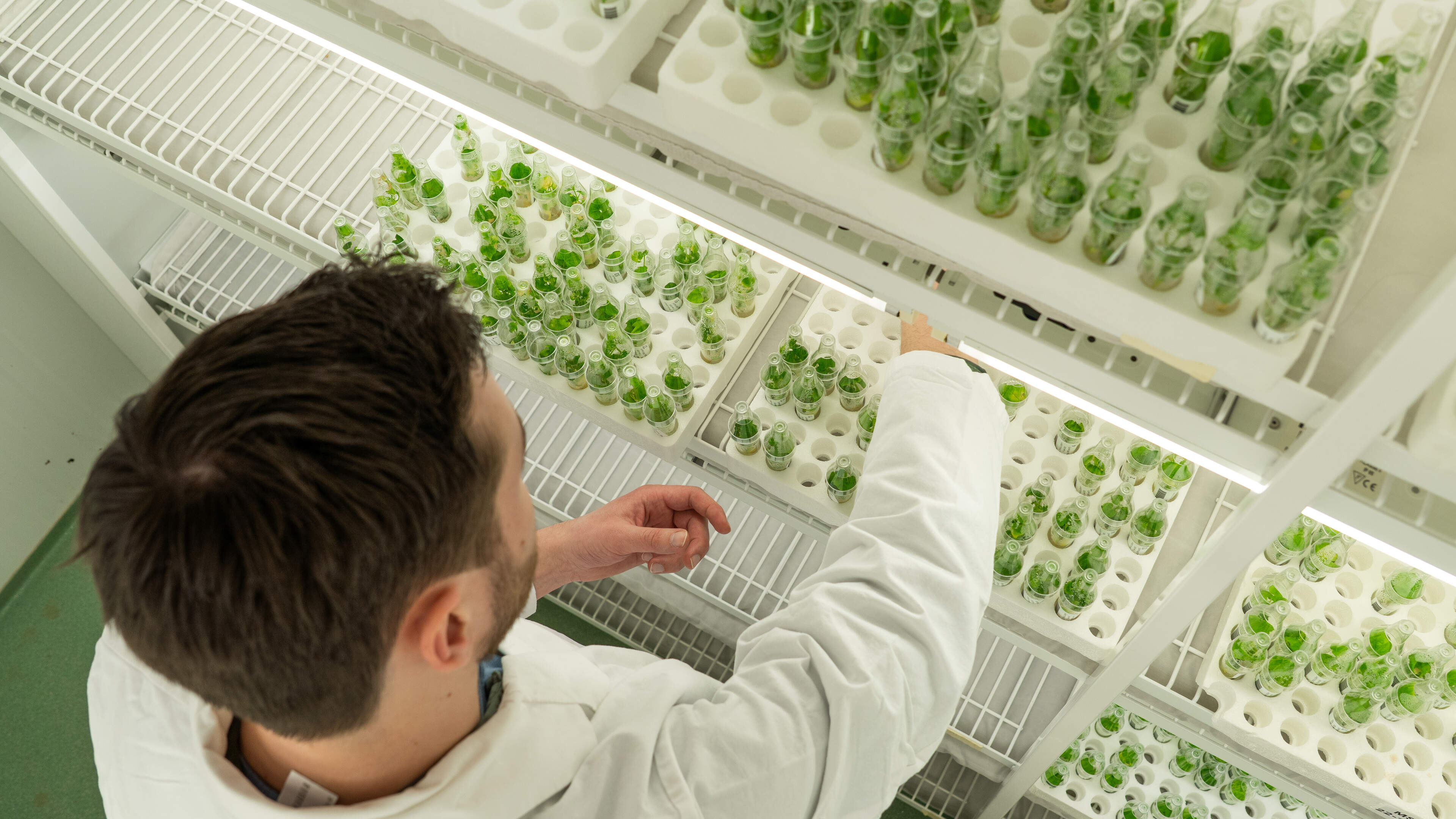 Nieuwe zaden voor een veranderende wereld; zo ontwikkelt BASF Nunhems de groenten van de toekomst