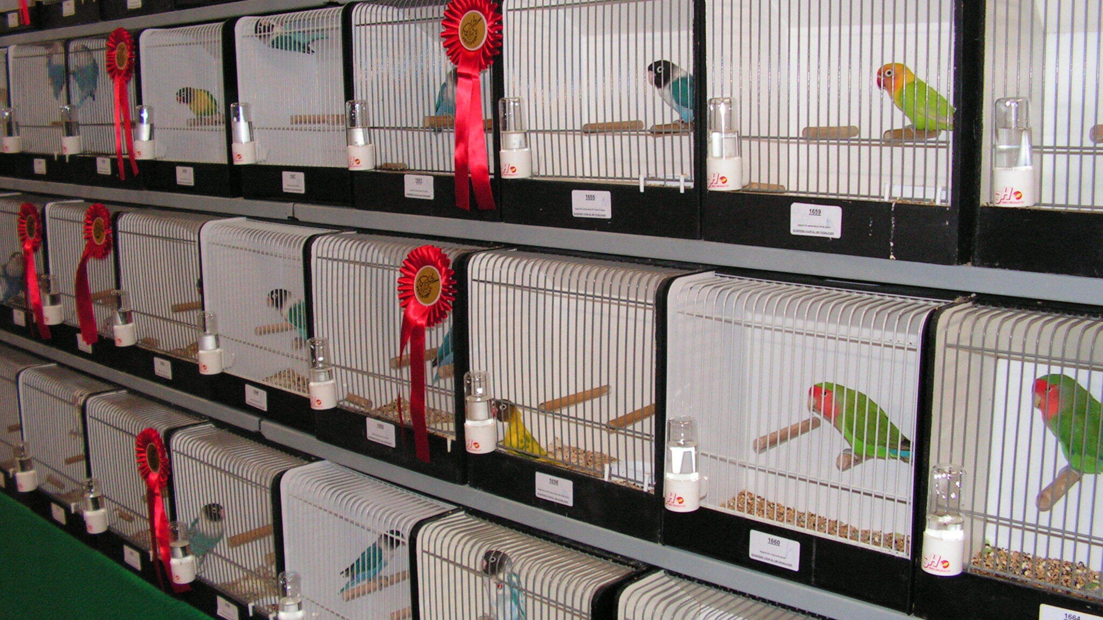 Topkwekers met meer dan elfhonderd vogels naar grootste show van Nederland in Meijel