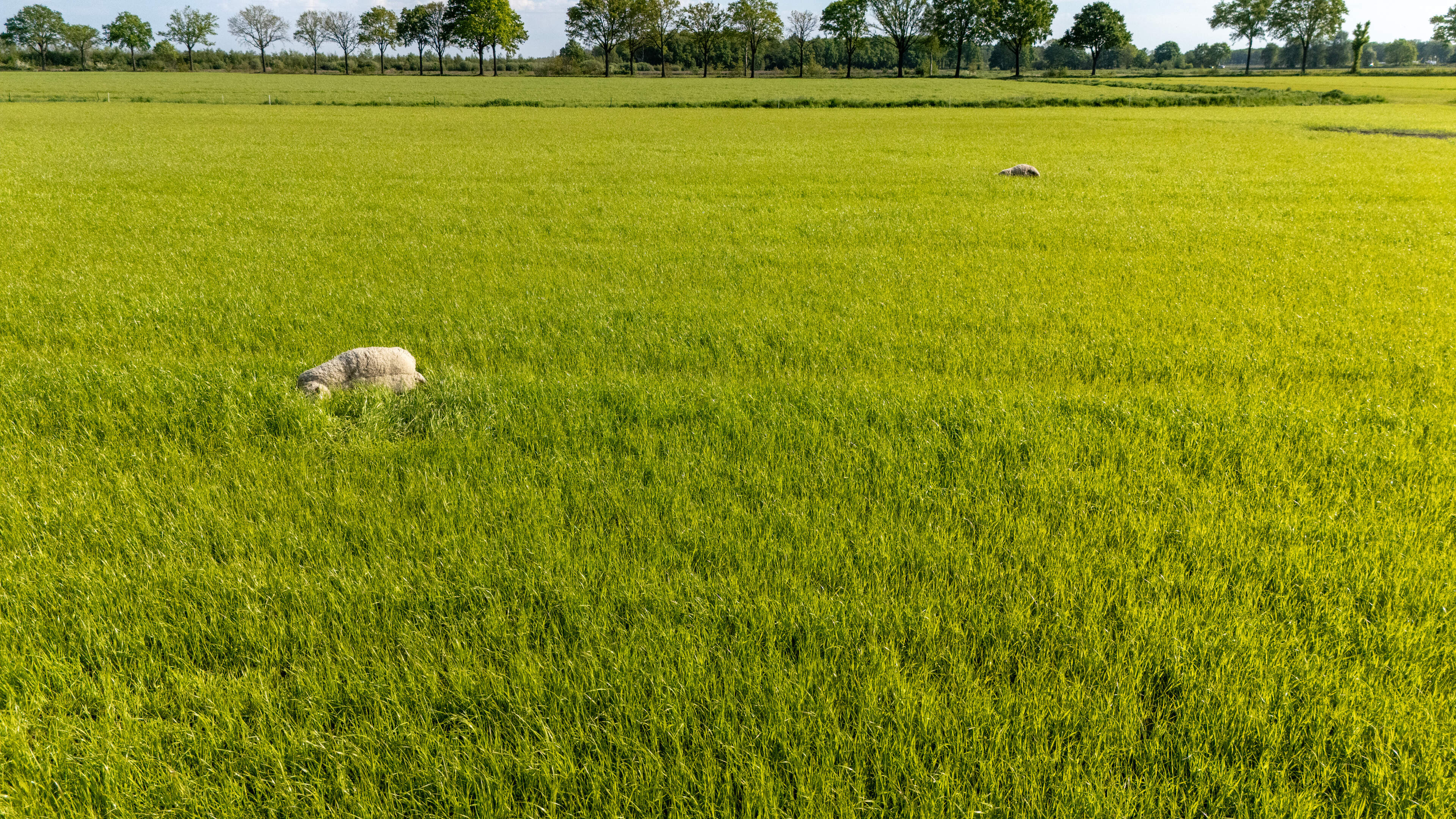 Vijf schapen dood gevonden in weiland in Ospeldijk na mogelijke wolf aanval: ‘Mijn vee is geen voeds