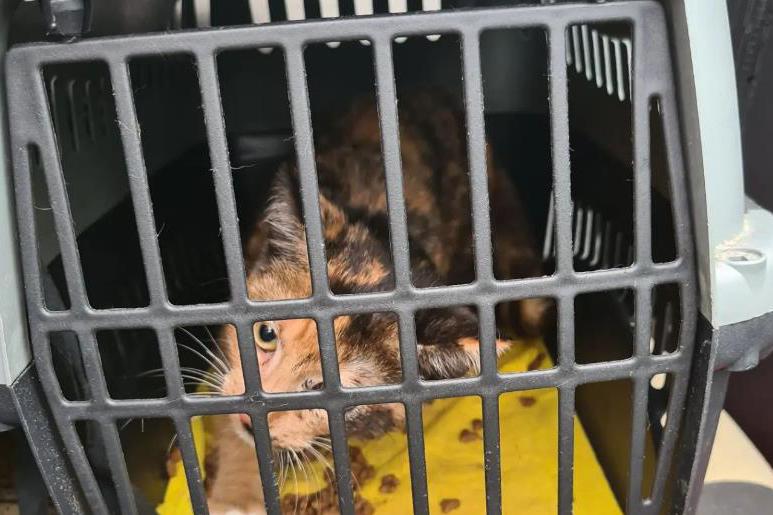 Man en vrouw uit Geleen opnieuw aangehouden voor dierenmishandeling