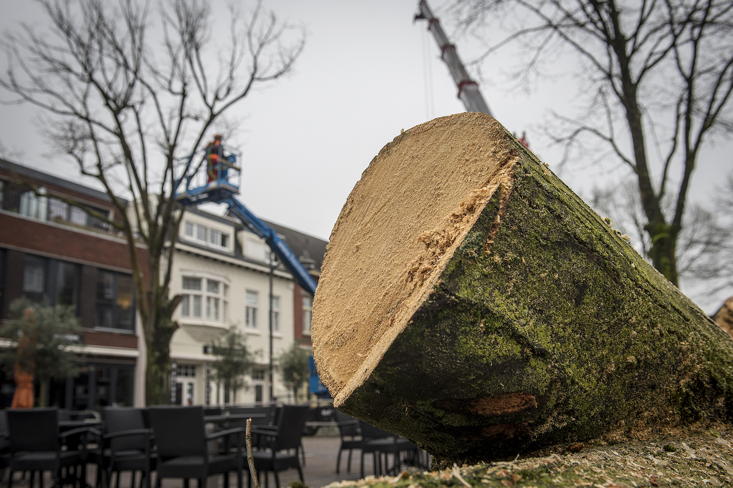 Beekdaelen kapt ‘gevaarlijke’ bomen aan de Beukenberg in Oirsbeek