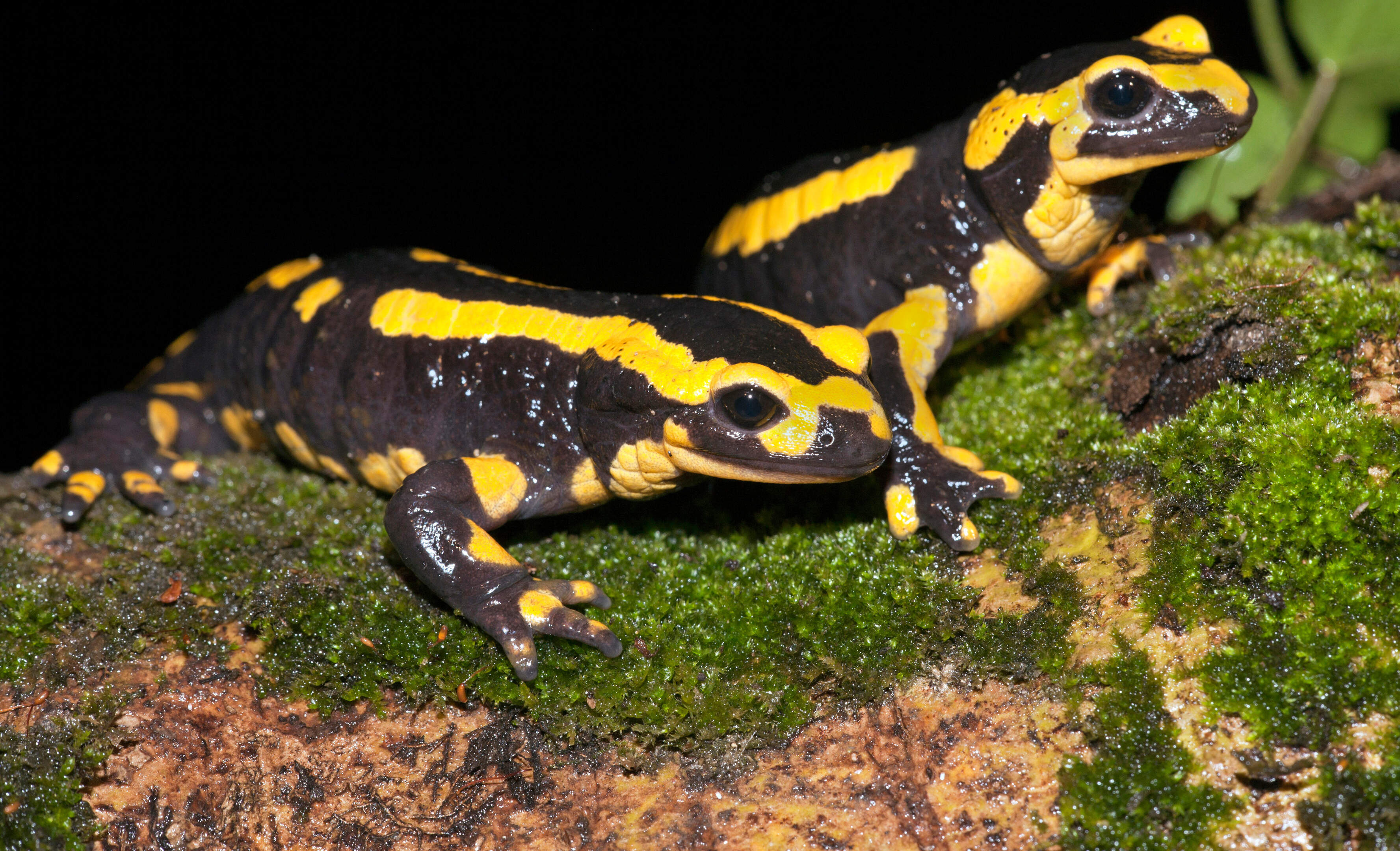 Door uitspoeling bedreigd leefgebied vuursalamander bij Geulle gaat op de schop