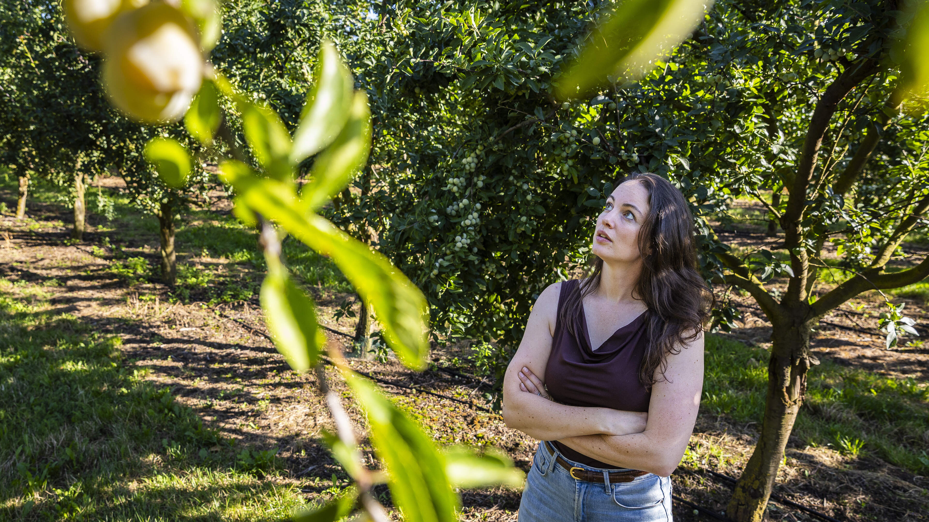 Stormloop op mirabellen van fruitteler Roxanne uit Baarlo, maar er zijn nog een hoop kilo’s te gaan