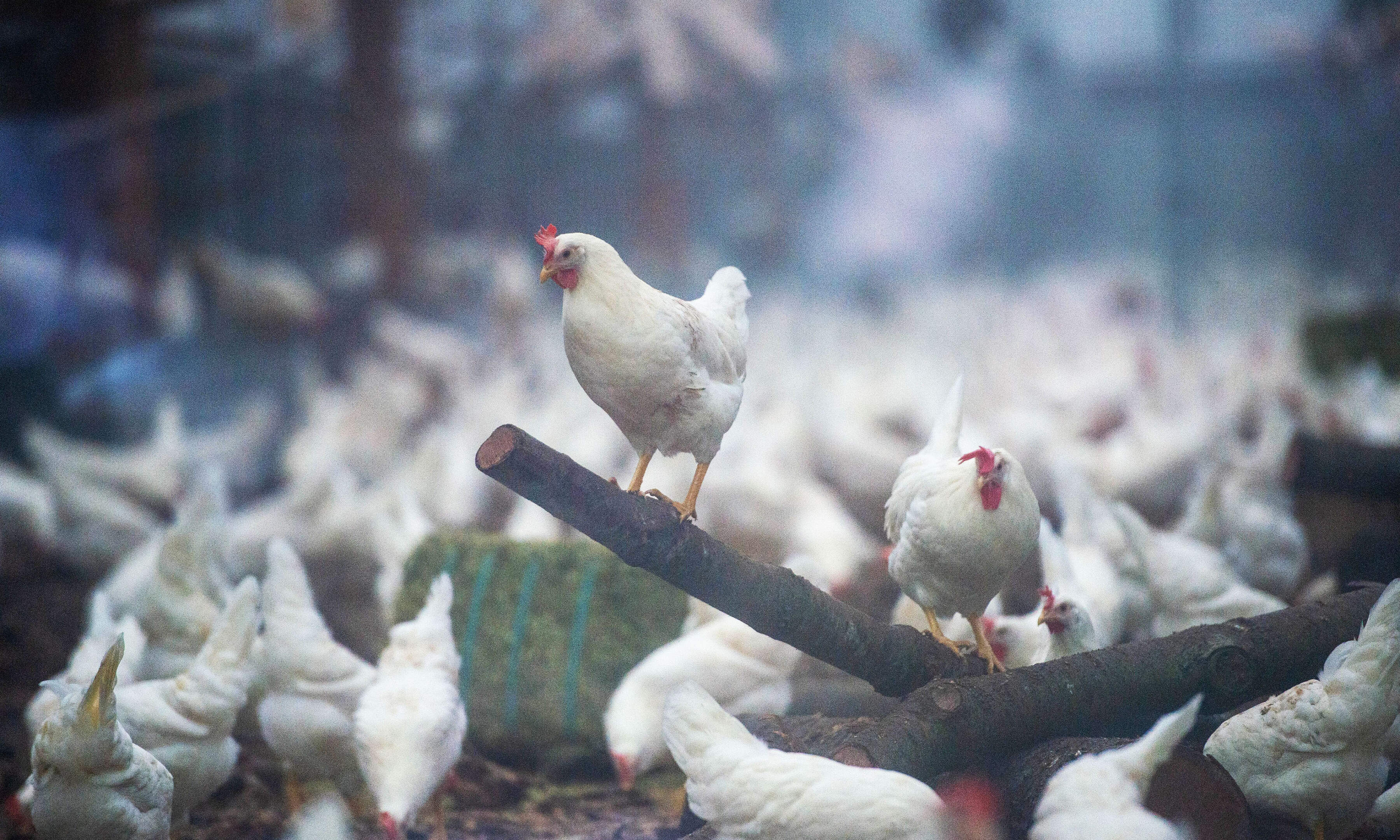 Diervriendelijke pluimveehouder Kipster opent tweede boerderij in Venray: goed voor 15 miljoen eiere