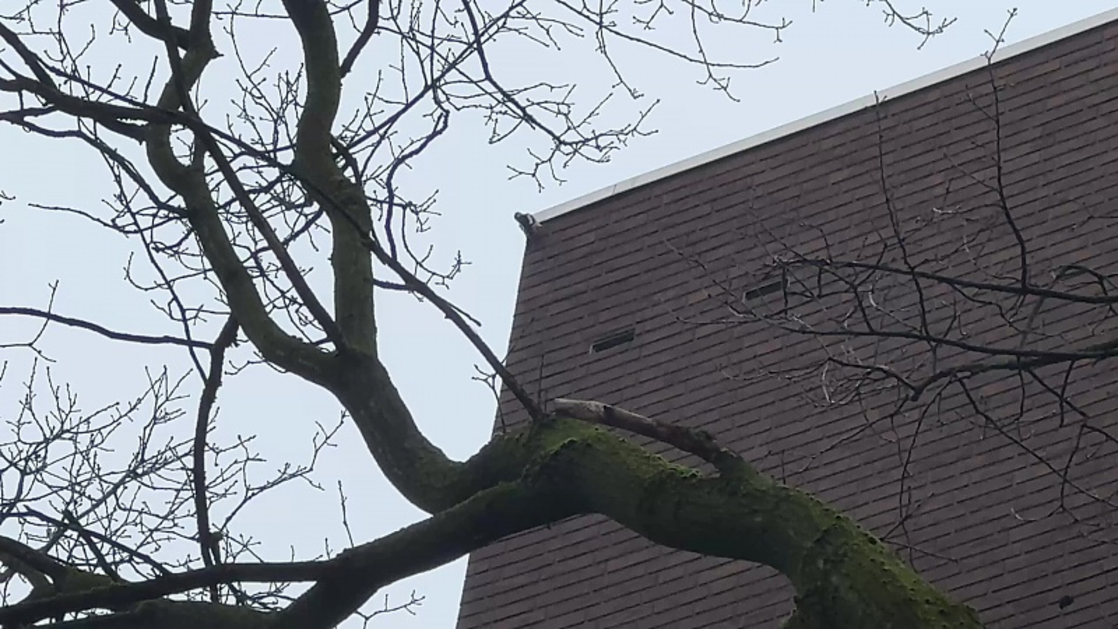Specht maakt het bont in Beek, tikt gaten in gevels Carmelflats