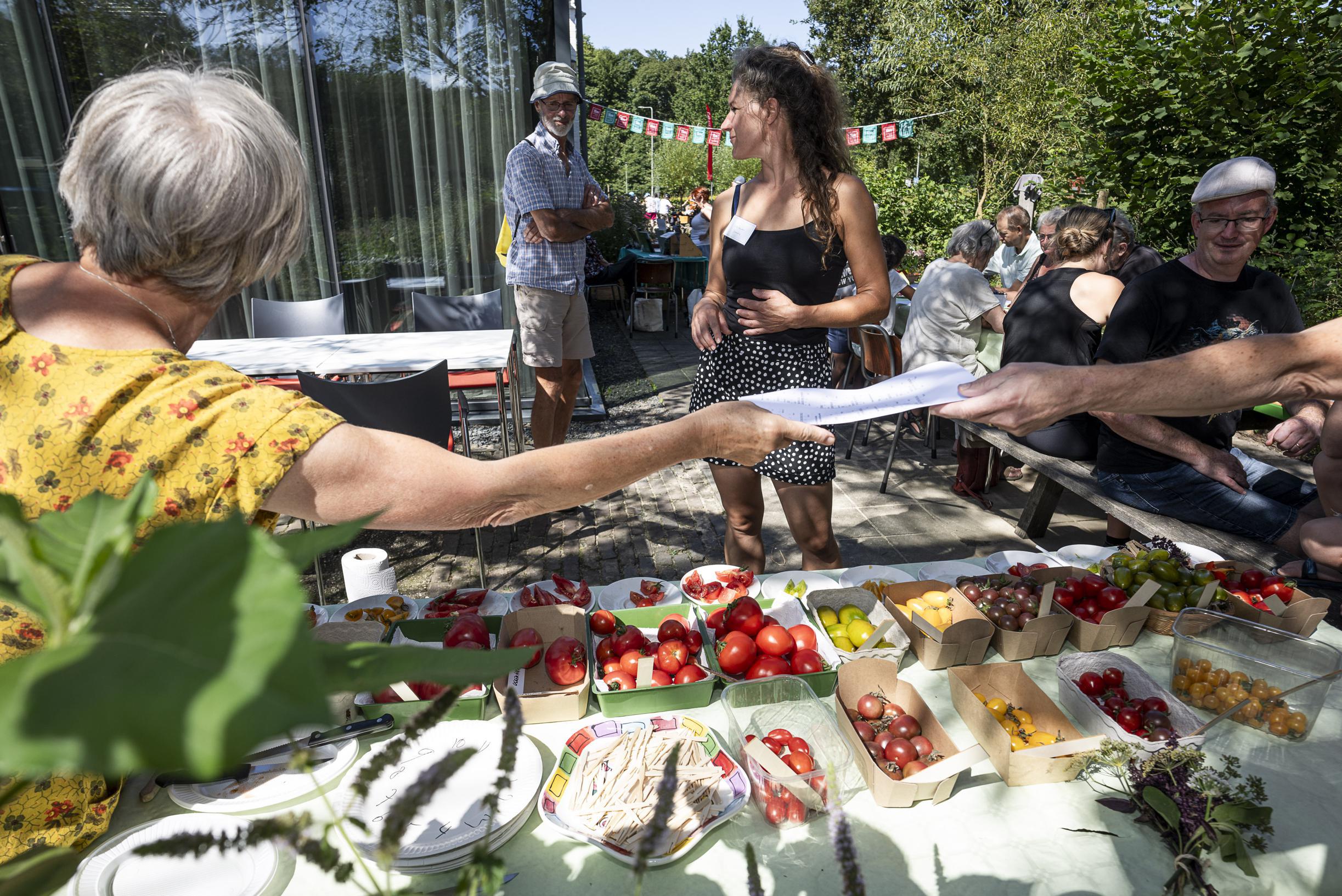 Tomatenproeverij in Haelen: Wie teelt de lekkerste tomaat van Leudal?