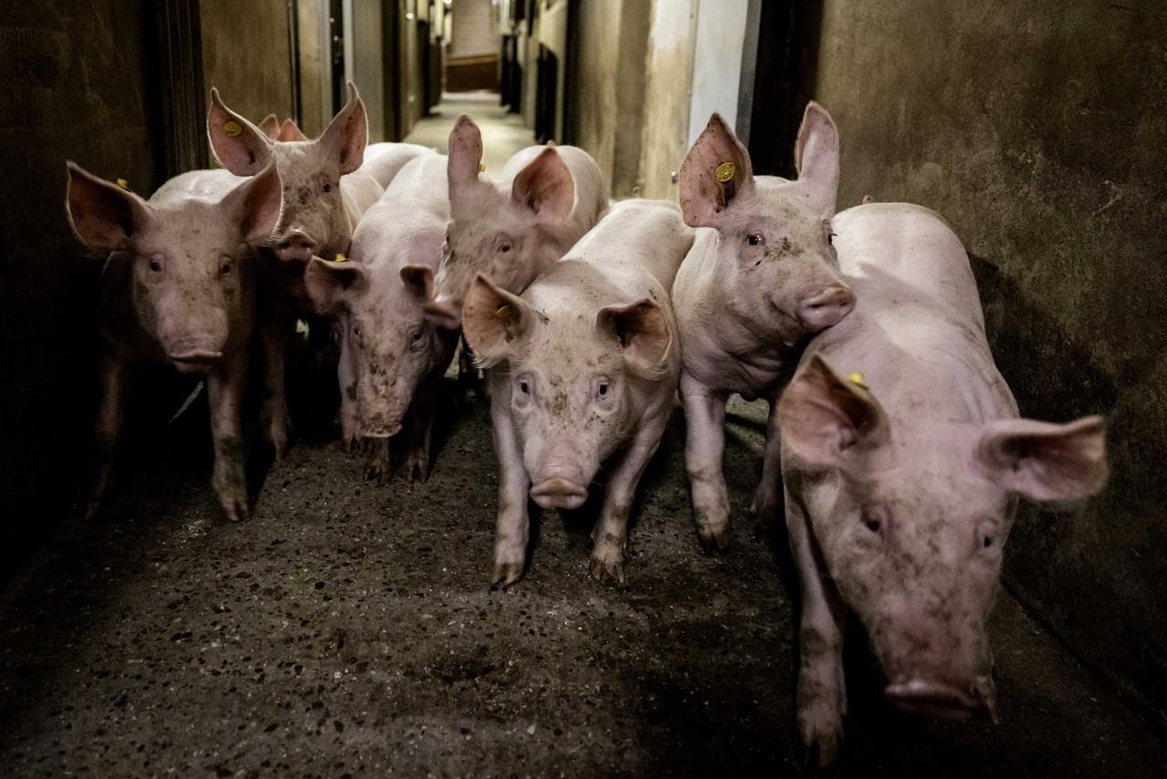 Nieuwe groep Venrayse varkenshouders gooit het over een andere boeg: paarden, koeien, schapen, huize