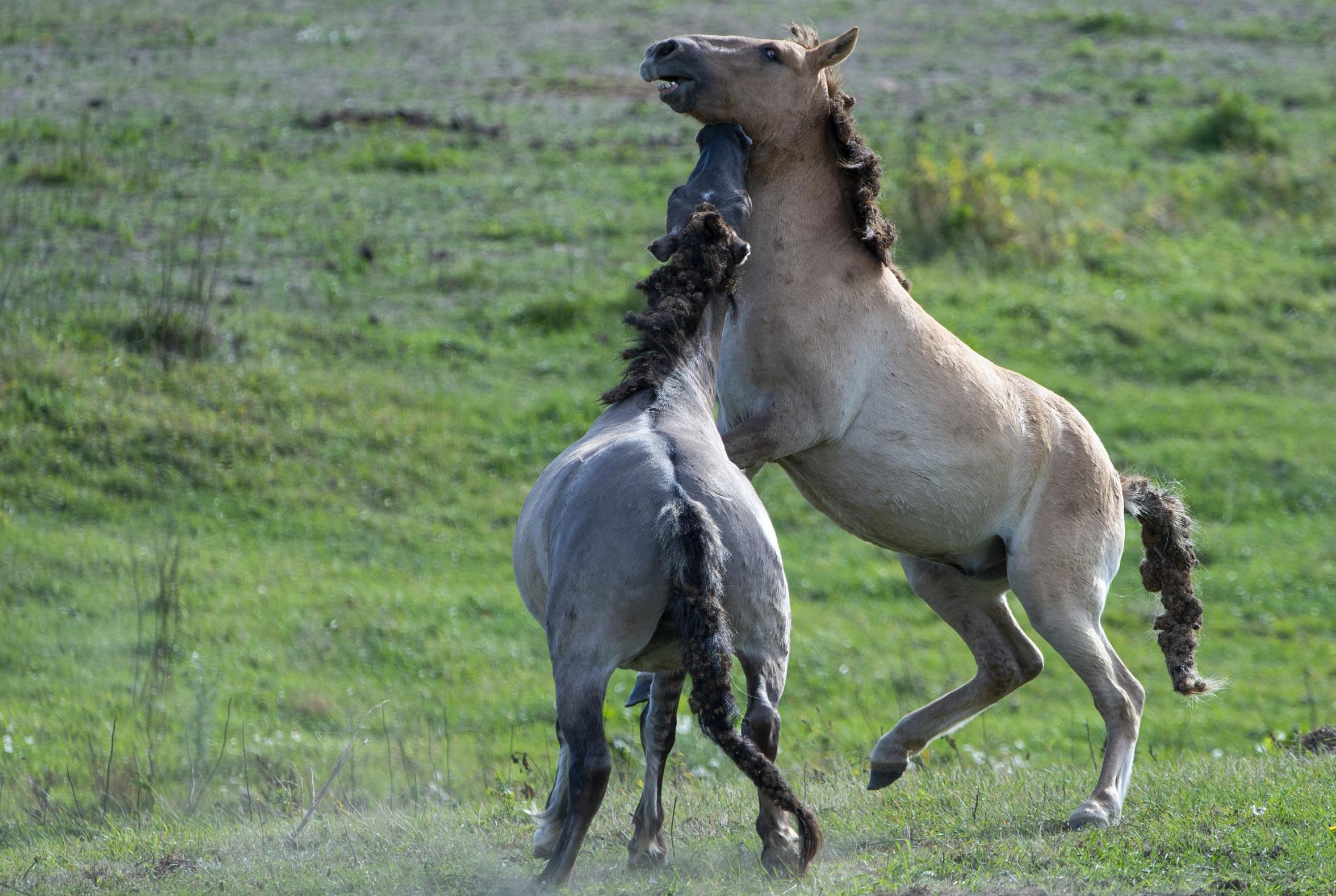 Column: konikpaarden bij Roosteren zorgen voor de broodnodige afleiding