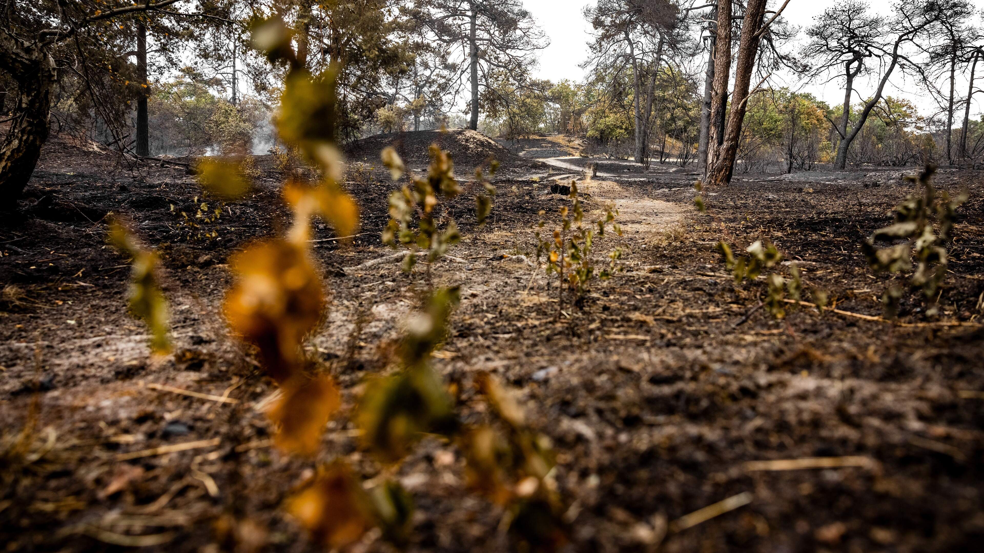 Brandweer nog hele week bezig met nablussen in natuurgebied Boschhuizerbergen in Oostrum