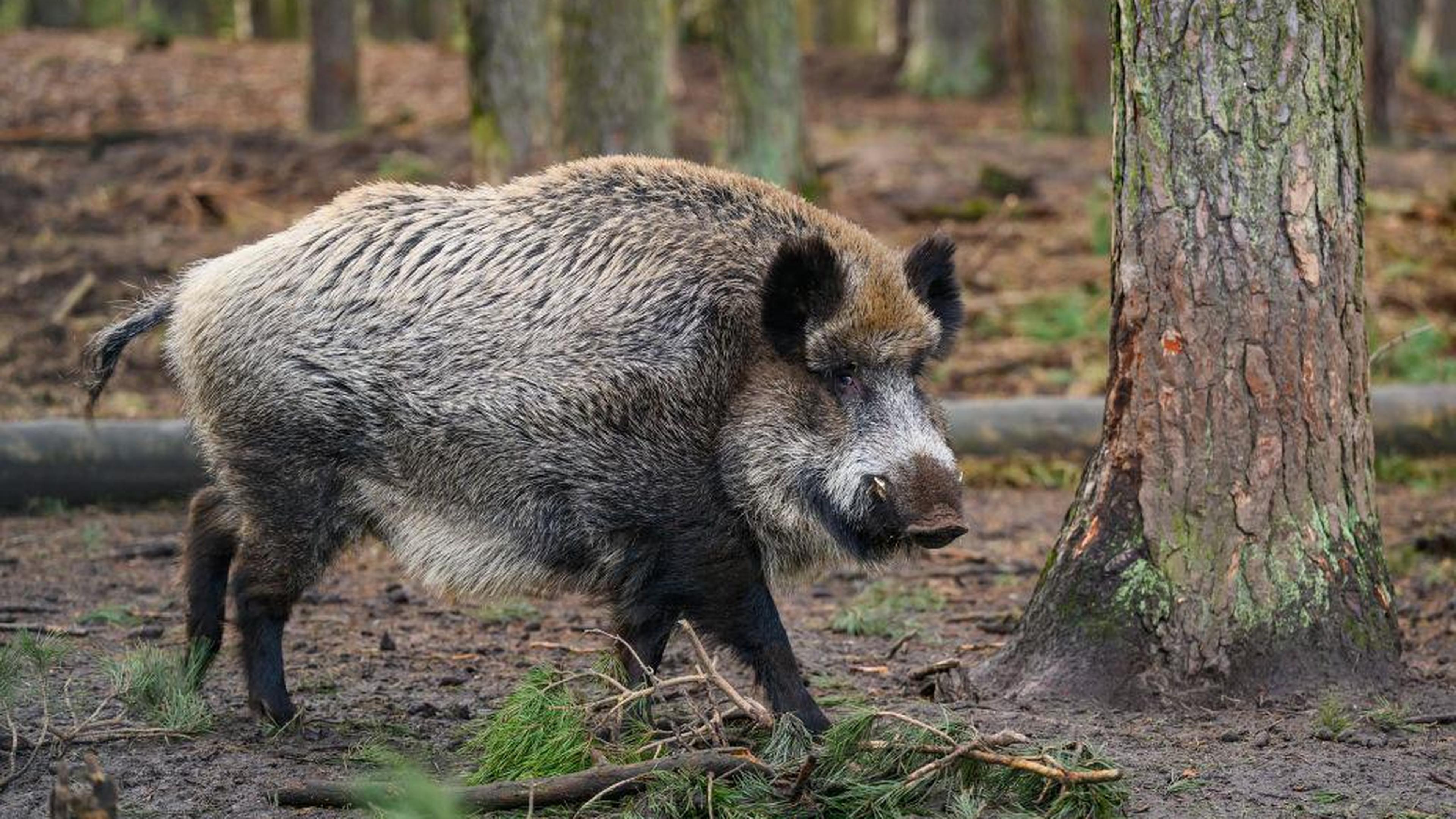 Flinke toename meldingen wilde zwijnen rond Westbroek, onder meer visvijver bij Geulle deels afgeslo