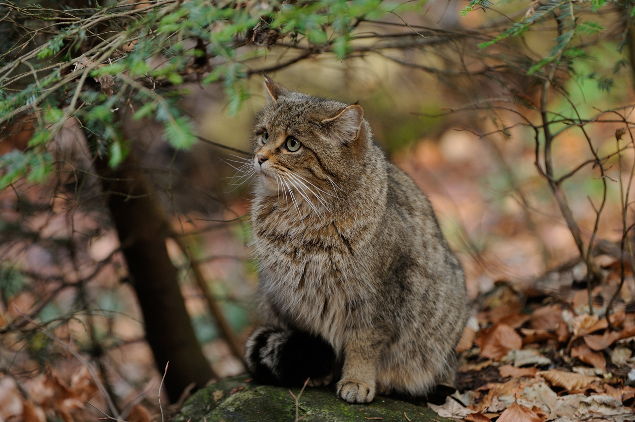 De wilde kat is bezig aan een opmars in het Vijlenerbos