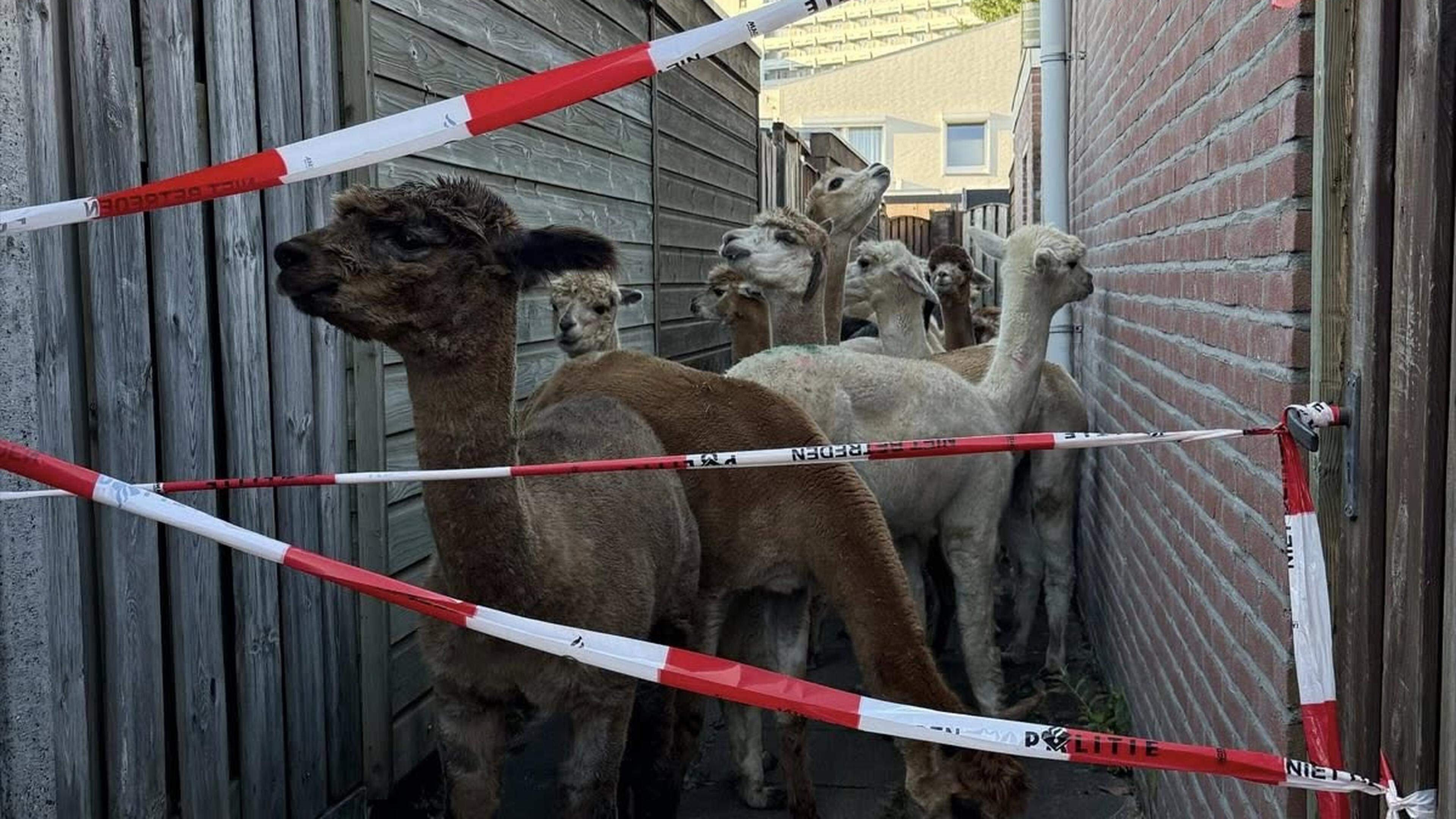 Bende ontsnapte alpaca’s op ‘toeristische tocht’ door Maastrichtse wijk Hazendans