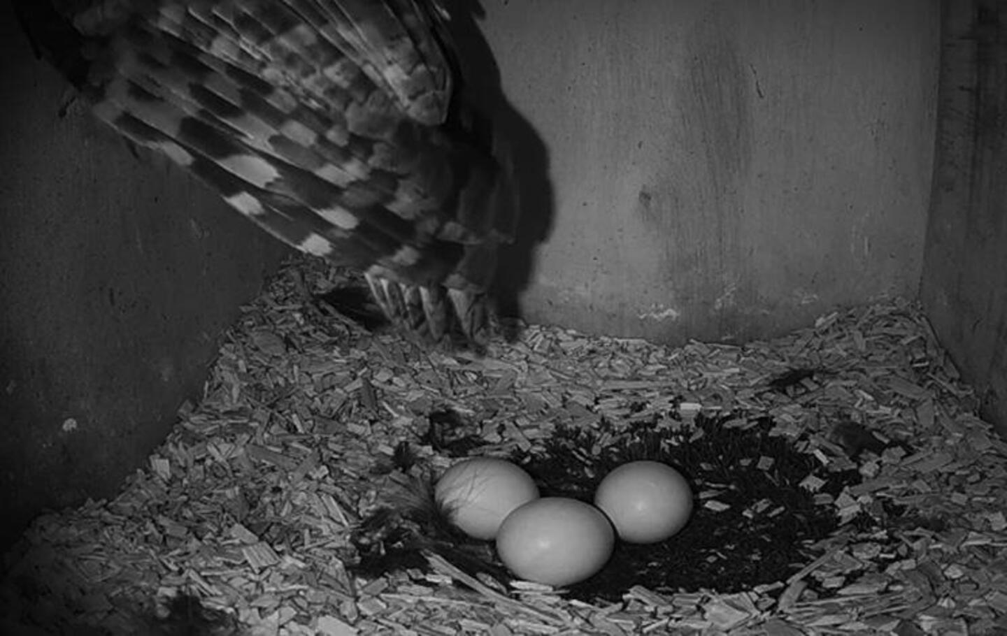 Vogelcamera’s bij nestkasten weer online: kijk zelf mee hoe de bosuilen ...