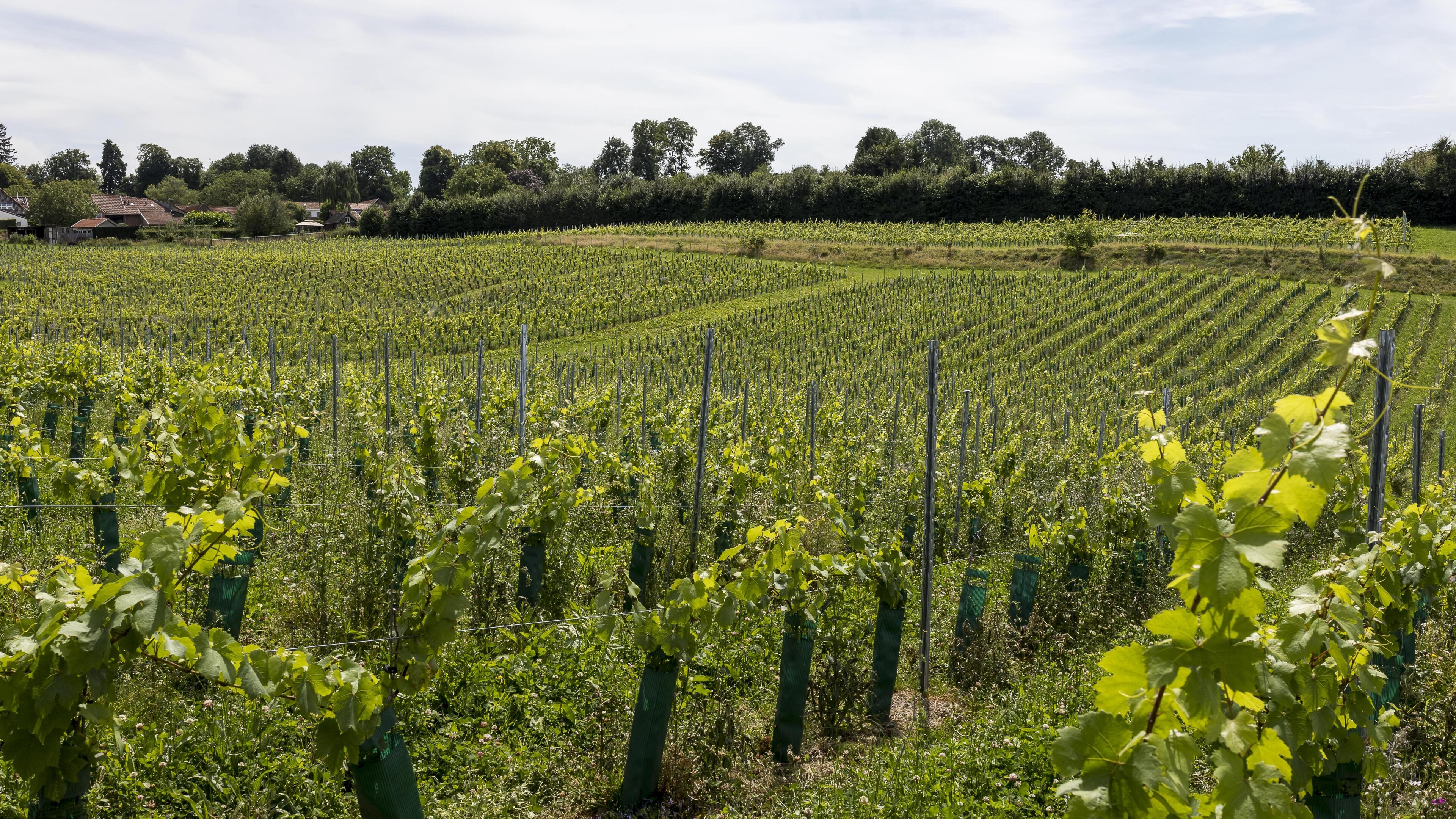 Wijnwandeling Zuid-Limburg: ontdek verborgen wijngaarden in Eijsden-Margraten