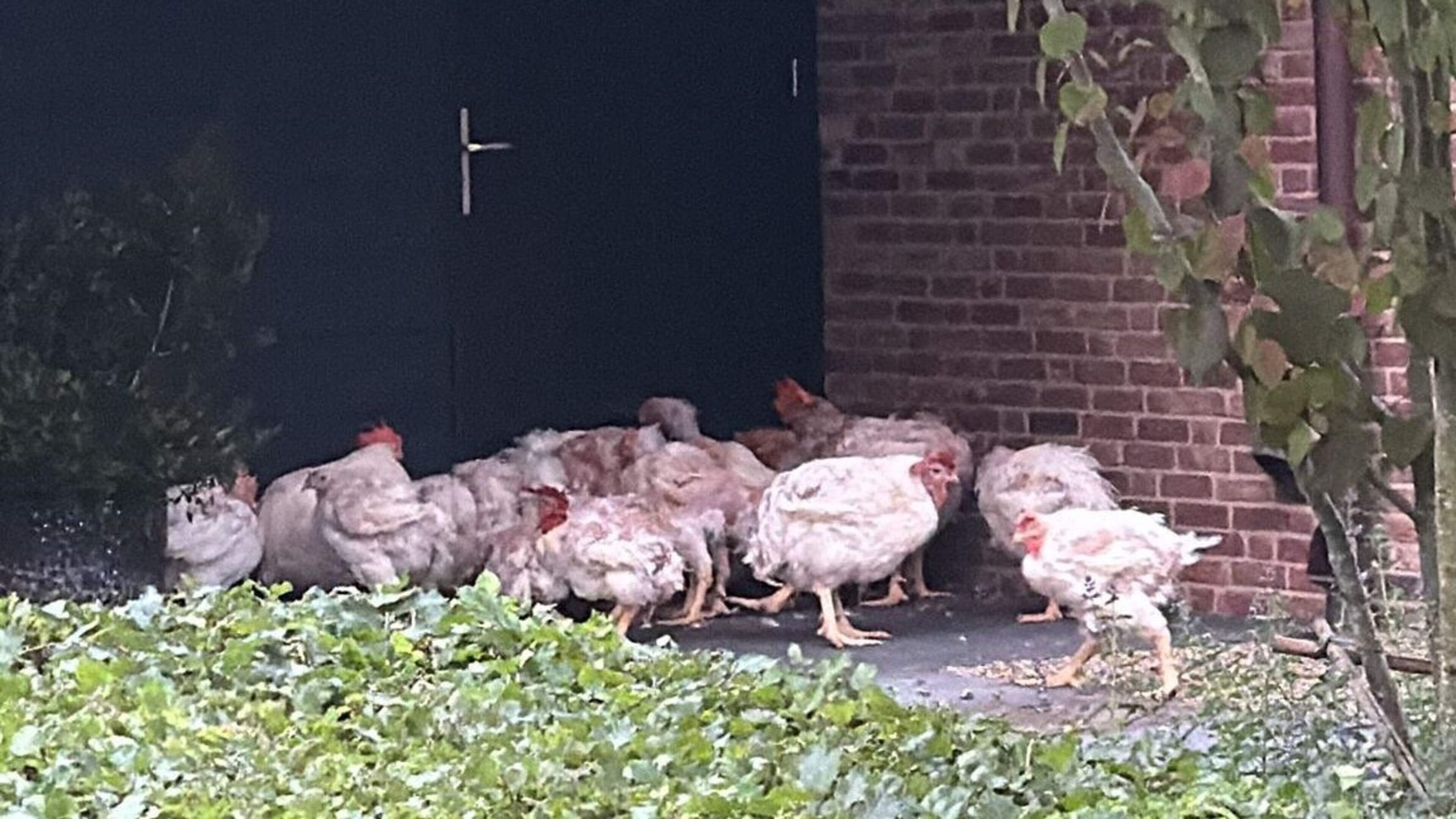 Tientallen hanen misbruikt voor ‘bruiloftsstunt’ in Brabant, opgevangen in Stramproy