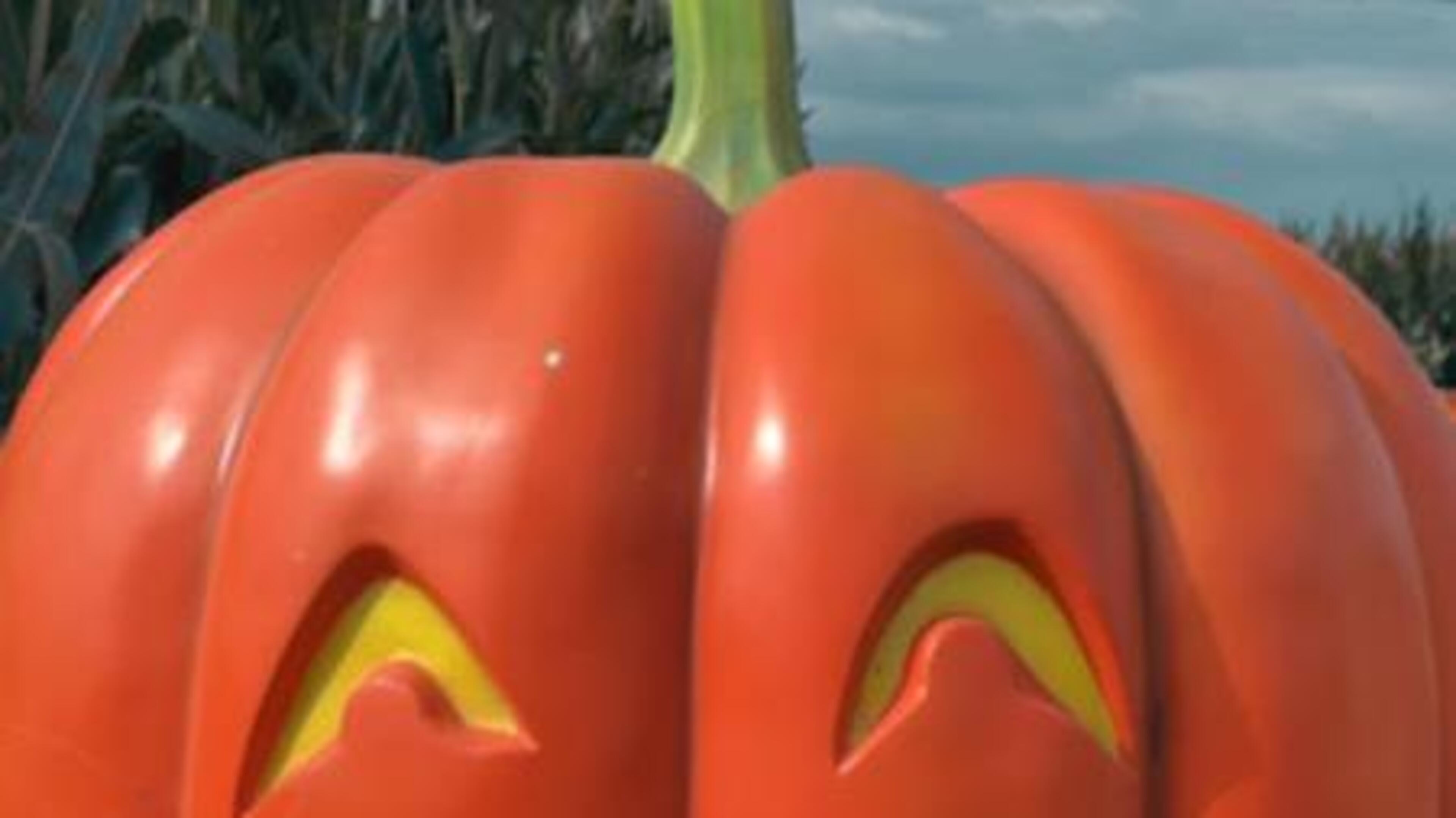 40.000 pompoenen en een maïsdoolhof: Halloween in Toverland