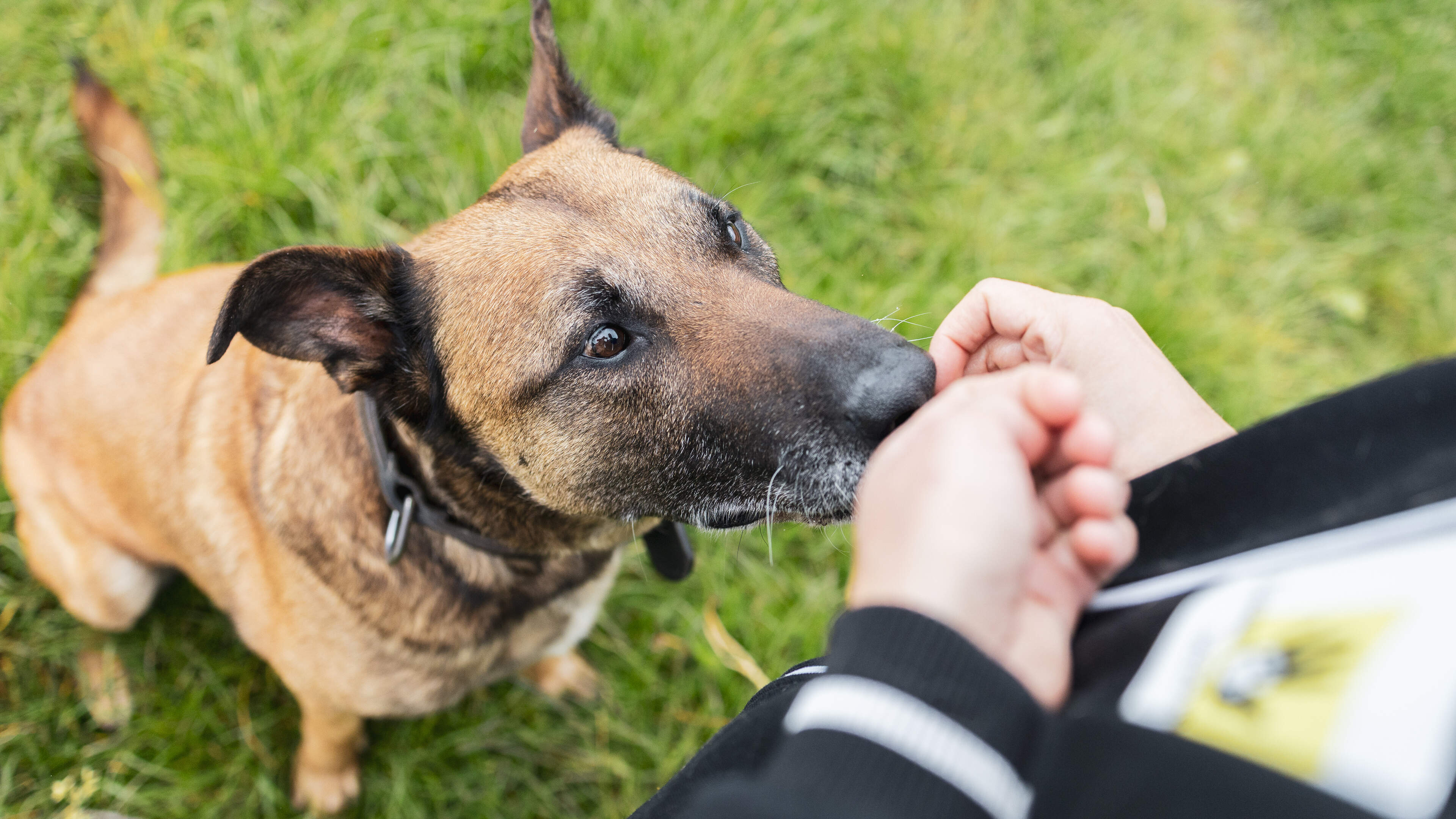 Hond Jeff zit al 284 dagen in het asiel in Born, maar wat als niemand hem ophaalt? ‘Soms lukt herpla