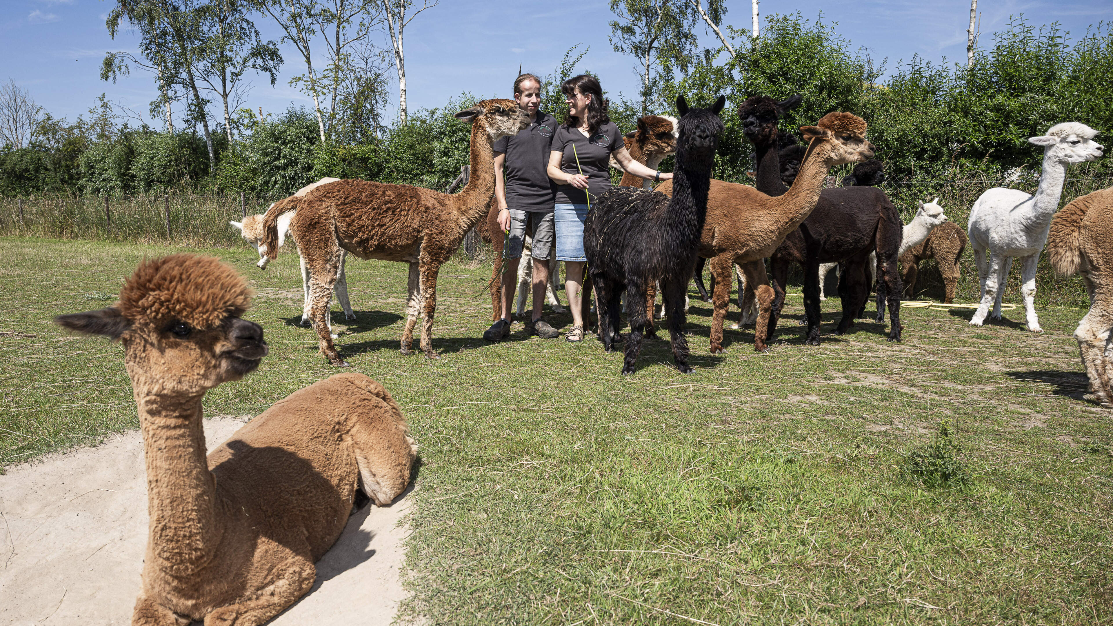 De alpaca’s in Posterholt hebben het ook bij tropische temperaturen uitstekend naar de zin; een fris