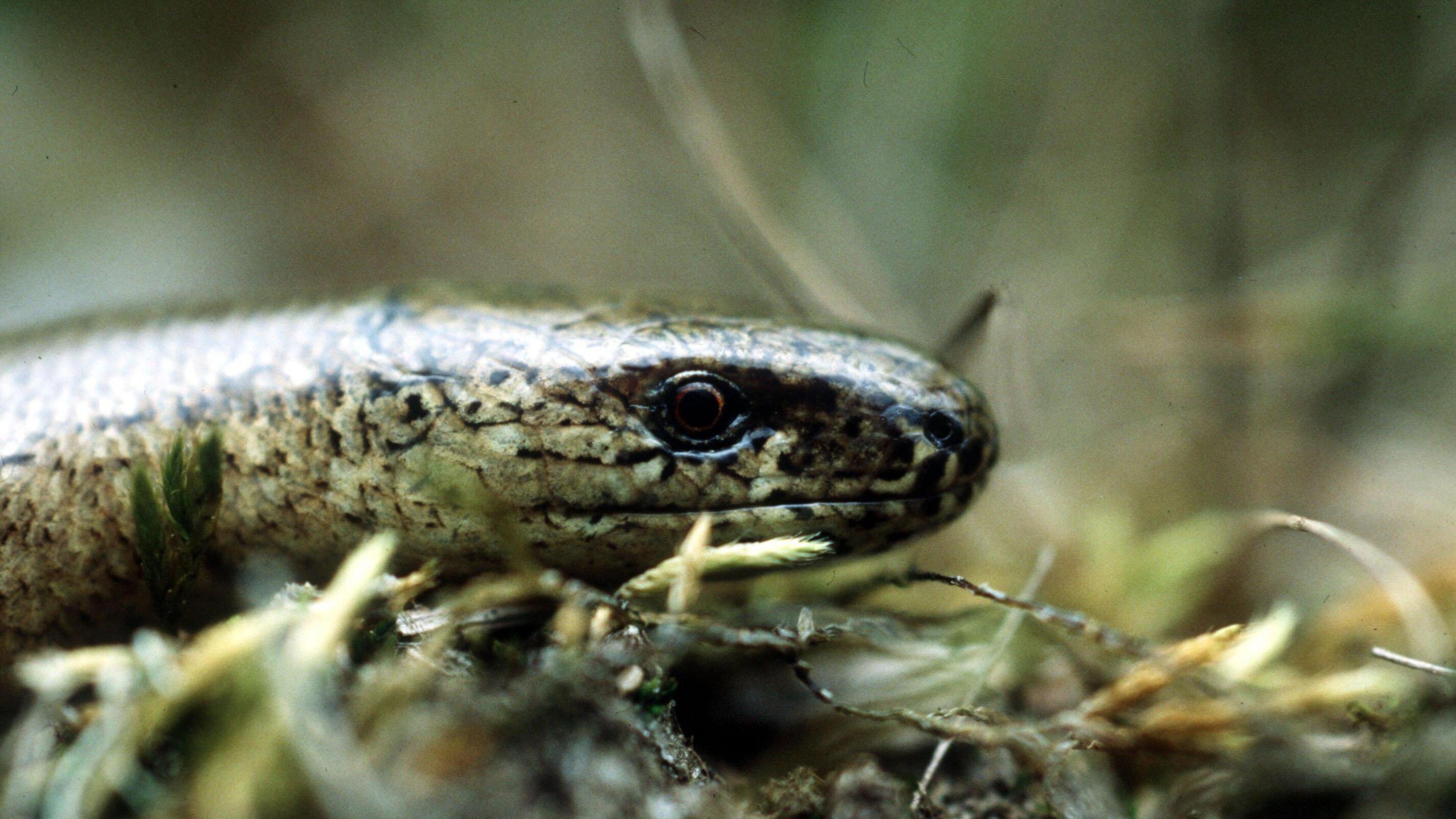 Onderzoek naar beschermde reptielen nodig voor verharden veldwegen buitengebied Vaals