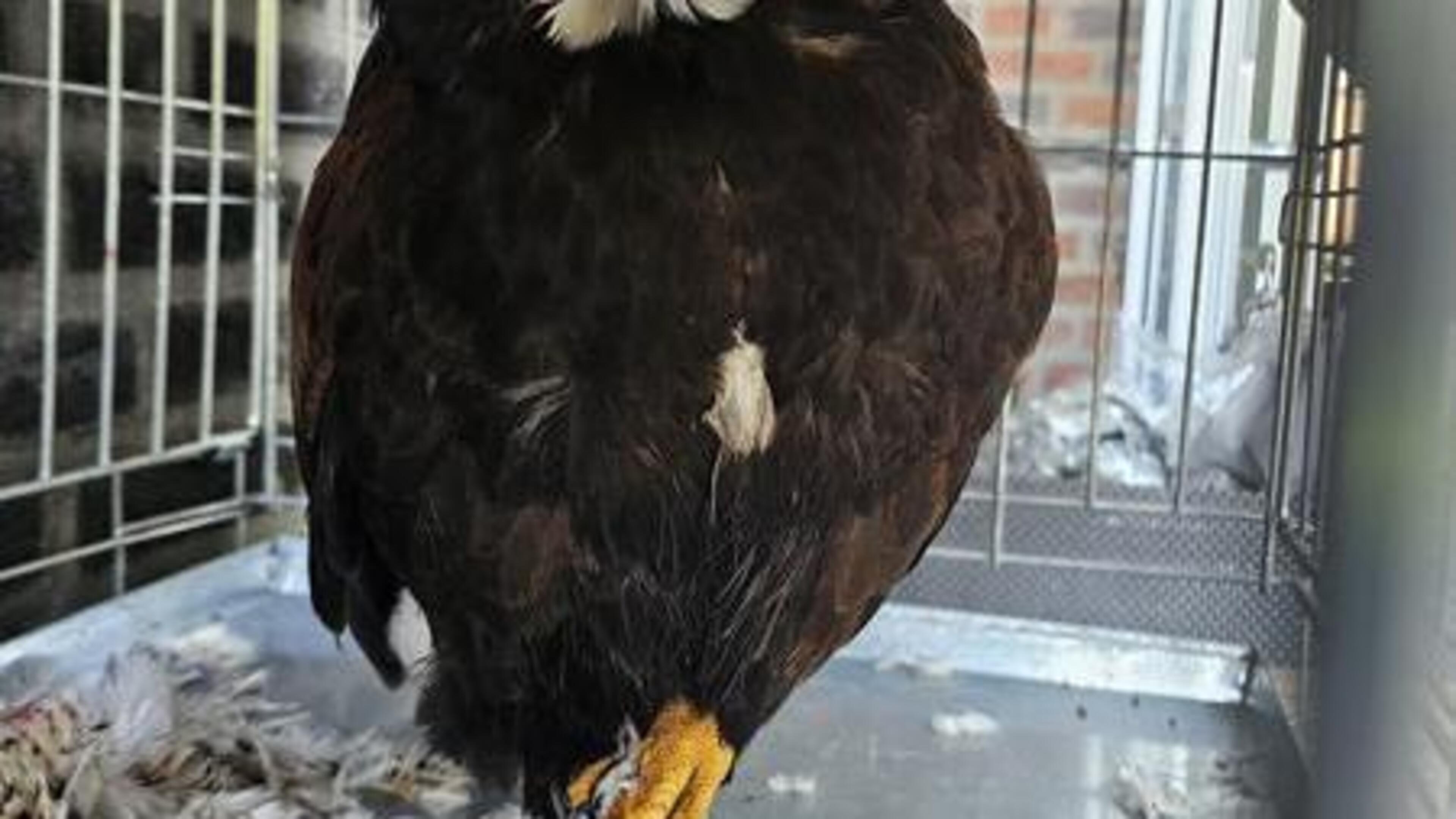 Woestijnbuizerd