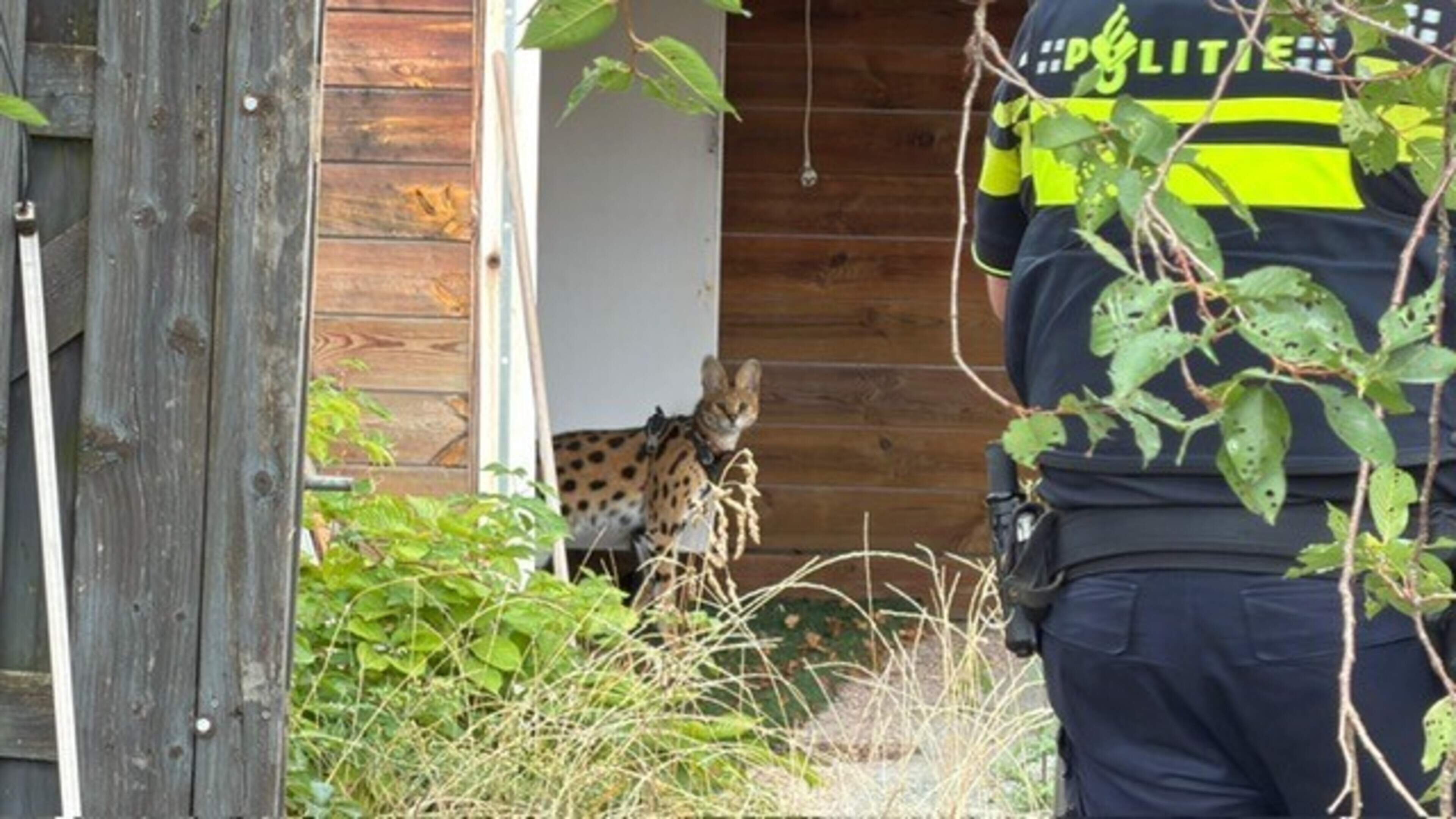 Serval ontsnapt en gevangen in Heerlen, politie waarschuwde om huisdieren binnen te houden