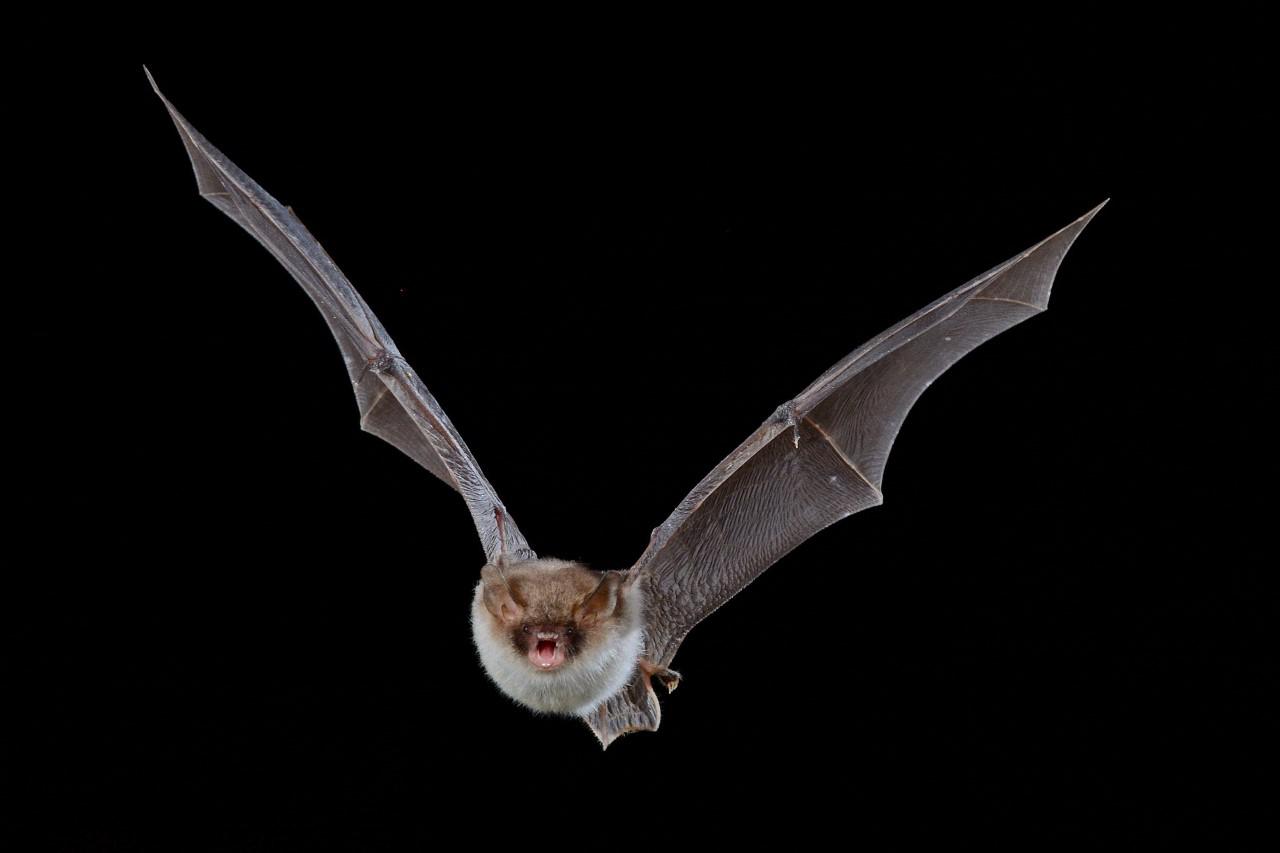 Zoektocht naar vleermuis die woningisolatie frustreert: het paard