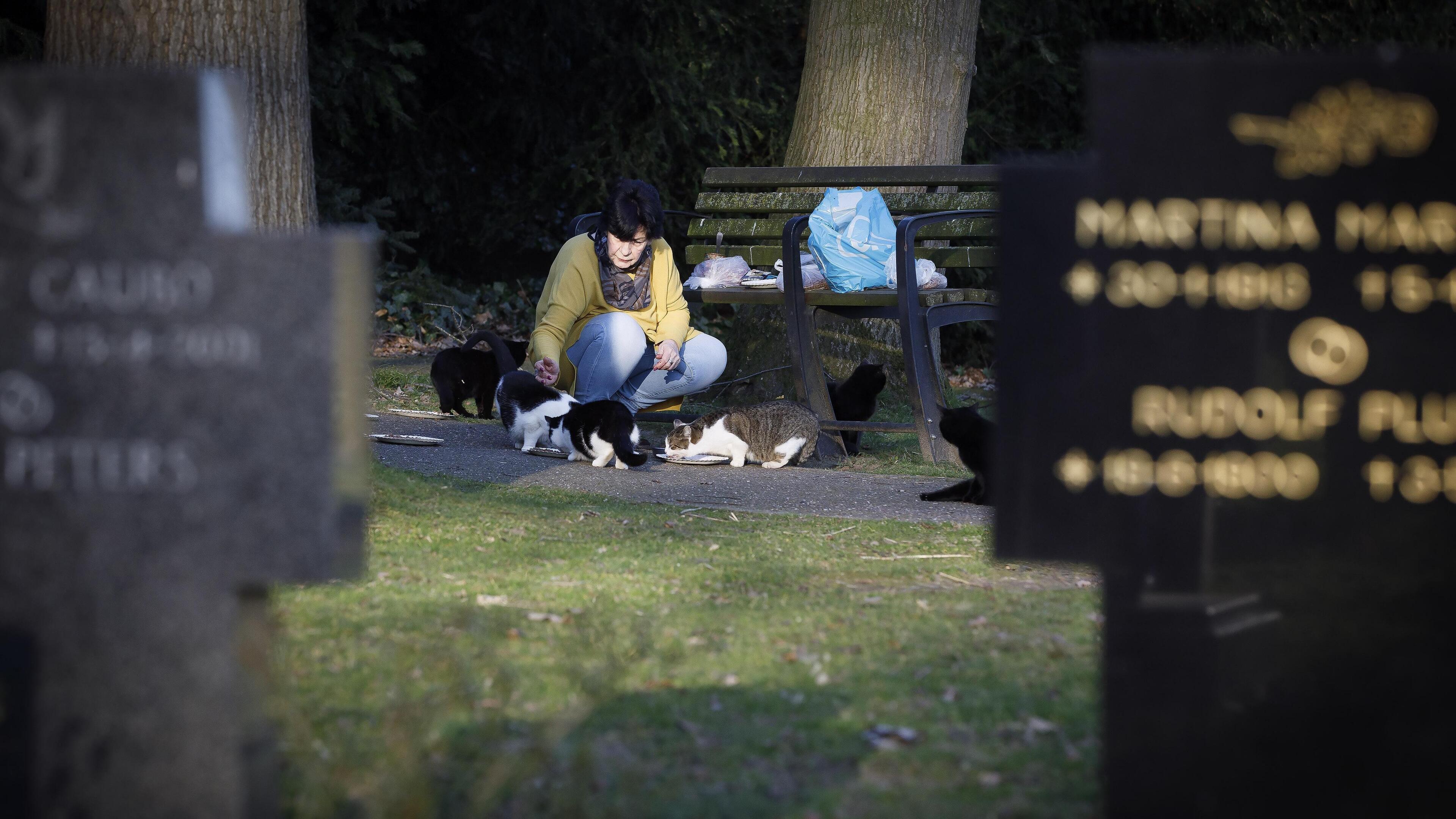 Zwerfkatten krijgen ondanks verbod nog steeds eten op het kerkhof in Herkenbosch, maar ‘populatie is