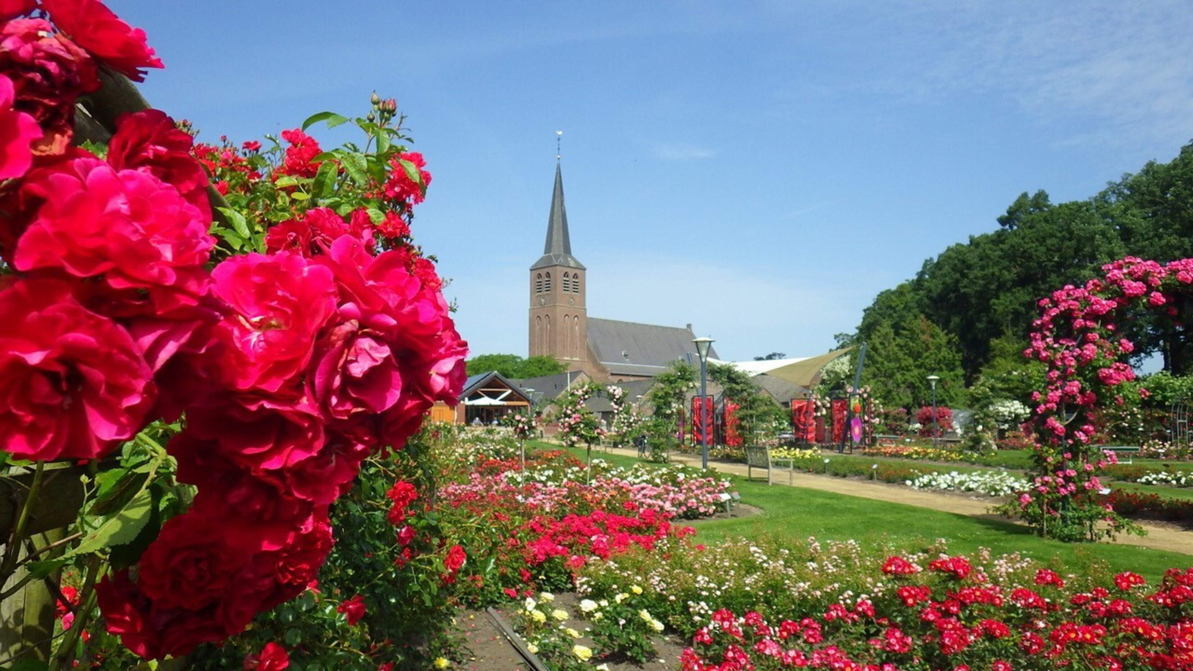 Rozenfeest Lottum komt weer met roos voor goed doel, opbrengst voor onderzoek naar ALS