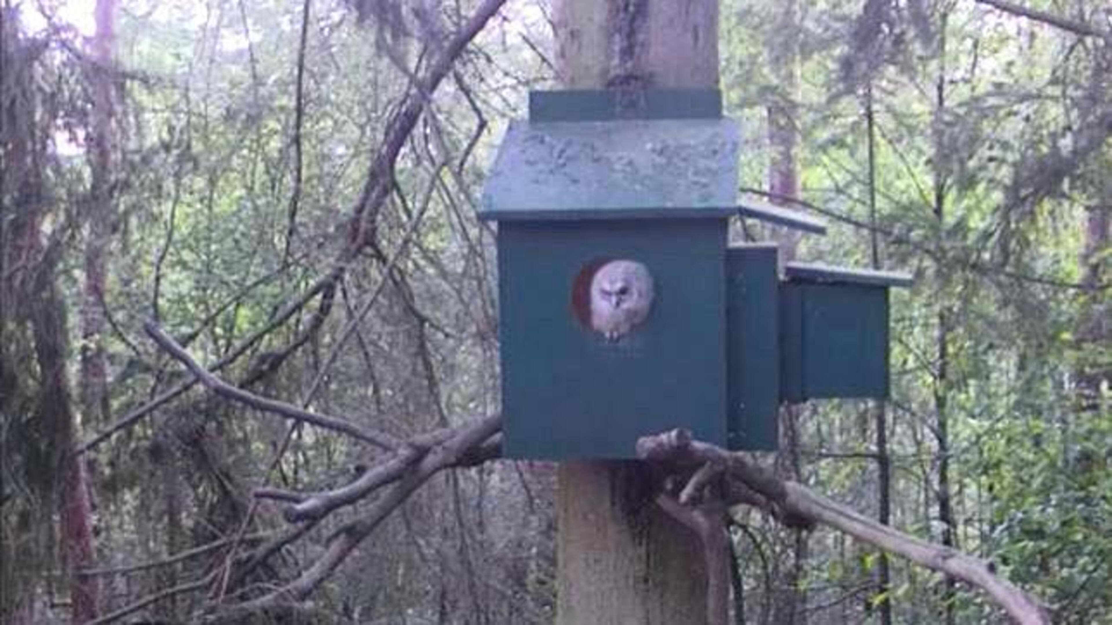 Vogelcamera’s bij nestkasten weer online: kijk zelf mee hoe de bosuilen in Vlodrop de show stelen