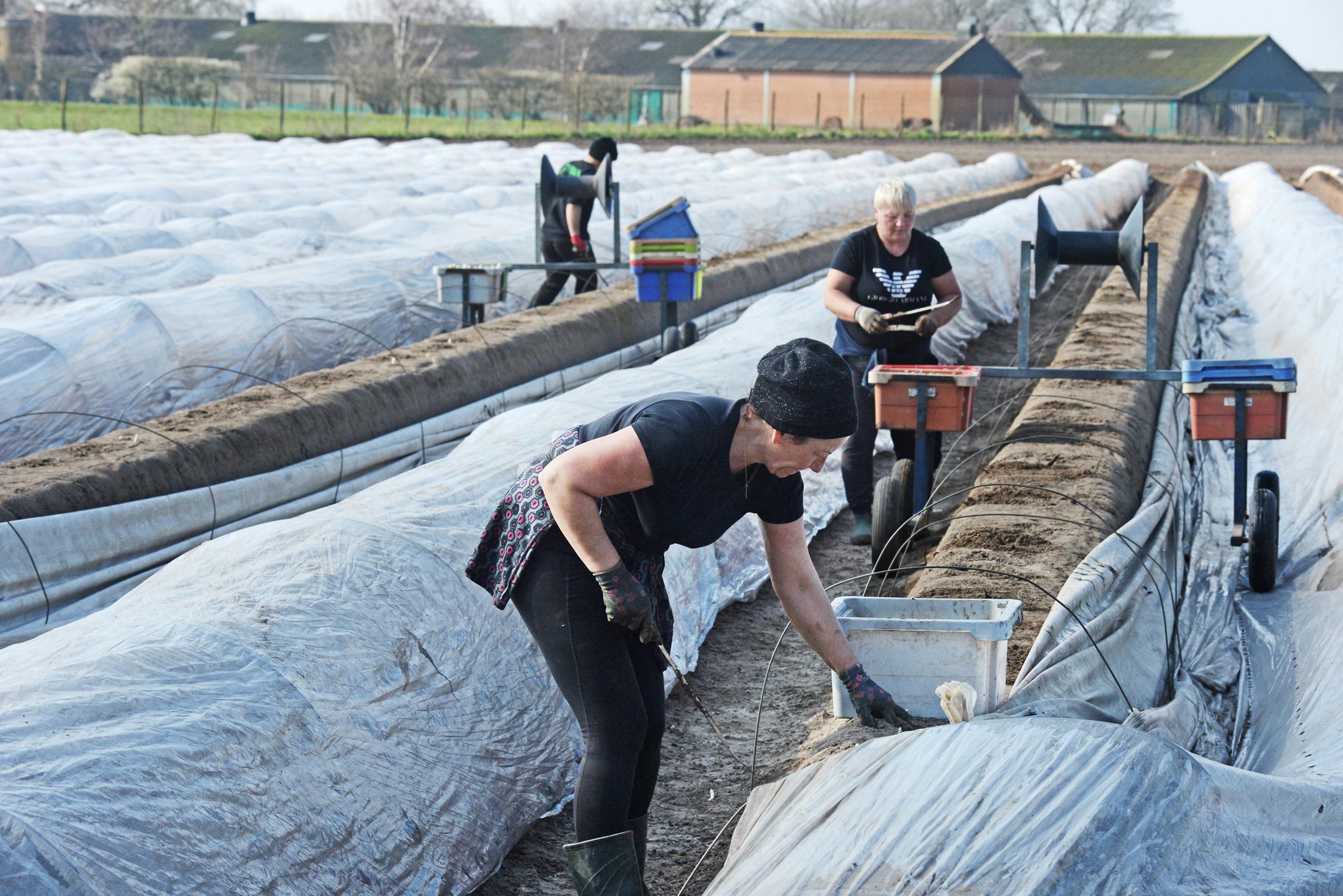 Eerste asperges geoogst, maar zijn er genoeg arbeidsmigranten? ‘In Polen en Roemenië krimpt de bevol