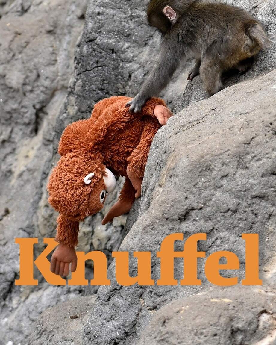 Gepest aapje Punch getroost door Ikea-knuffel | De Limburger