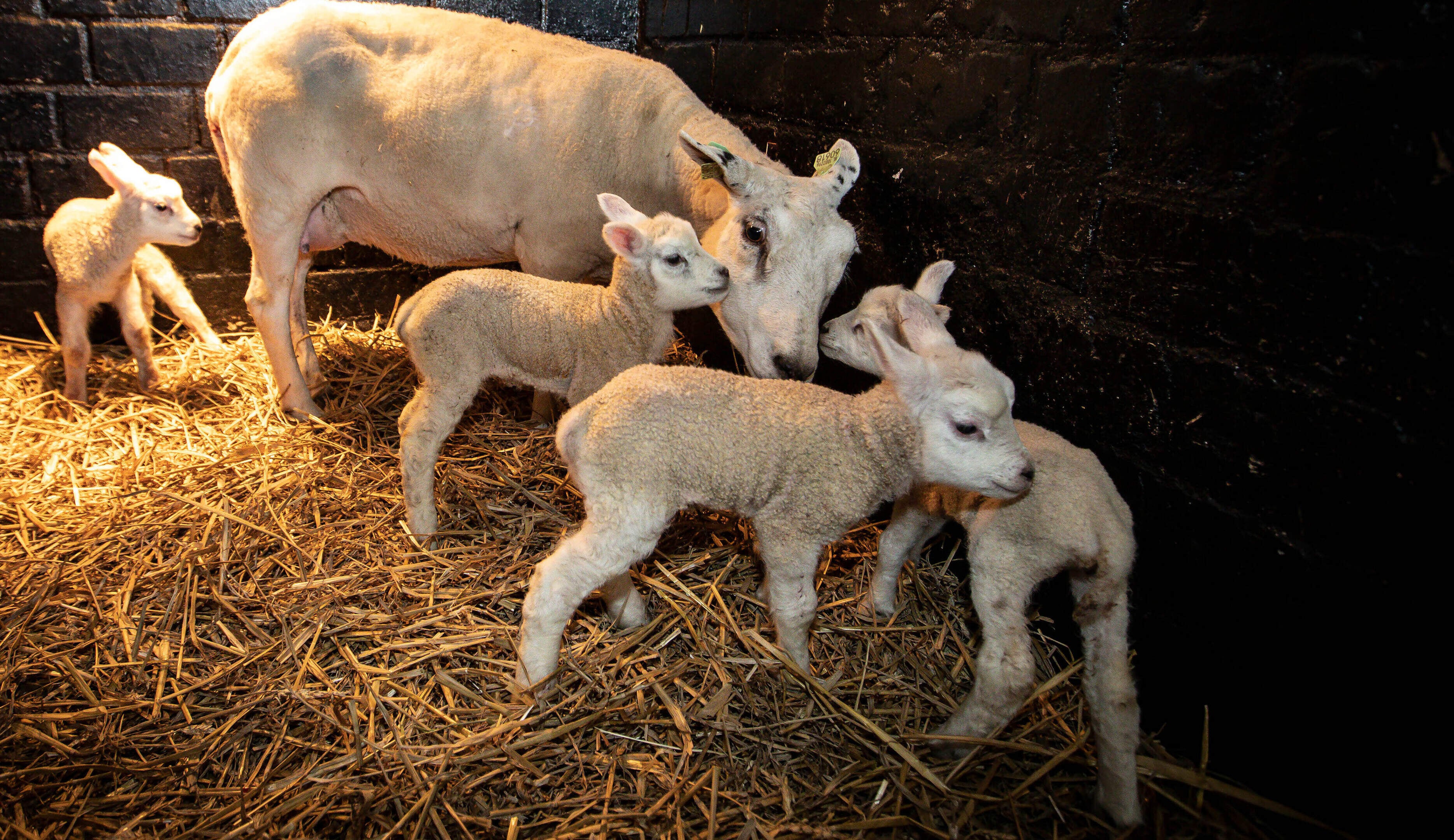 Lammetjesdag Staatsbosbeheer bij de werkschuur in het Gerendal in Schin op Geul